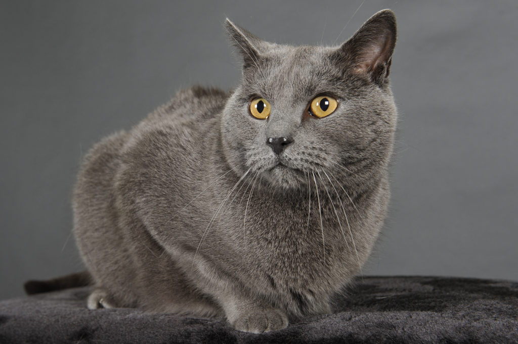 Chat chartreux origine caract re sant soins Magazine