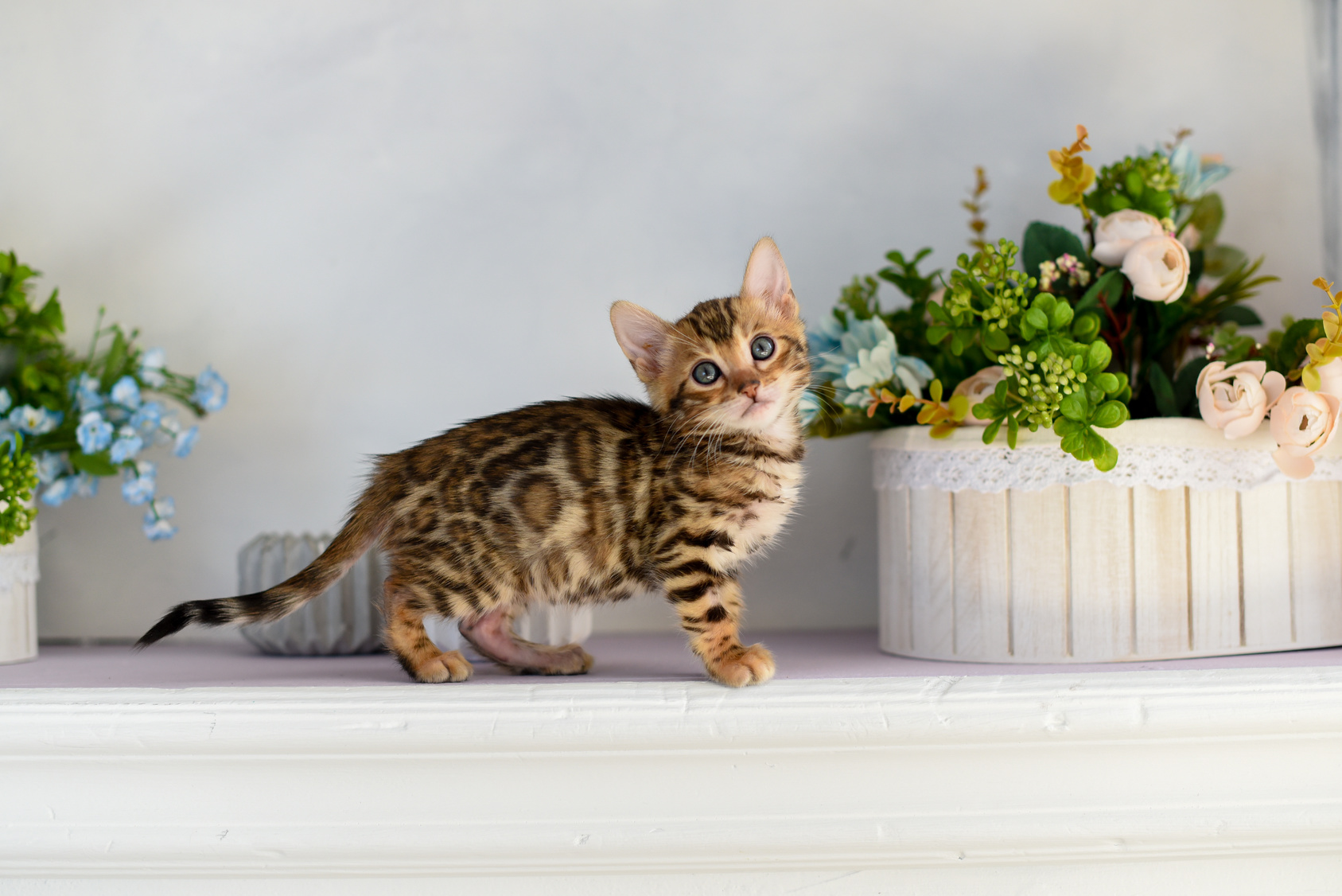 chaton bengal aux yeux bleus vu de profil entre deux pots de fleurs