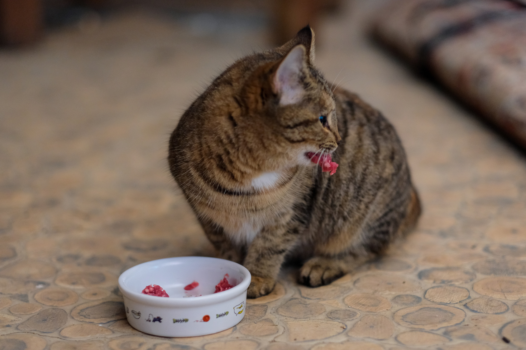 nourrir son chat d'extérieur