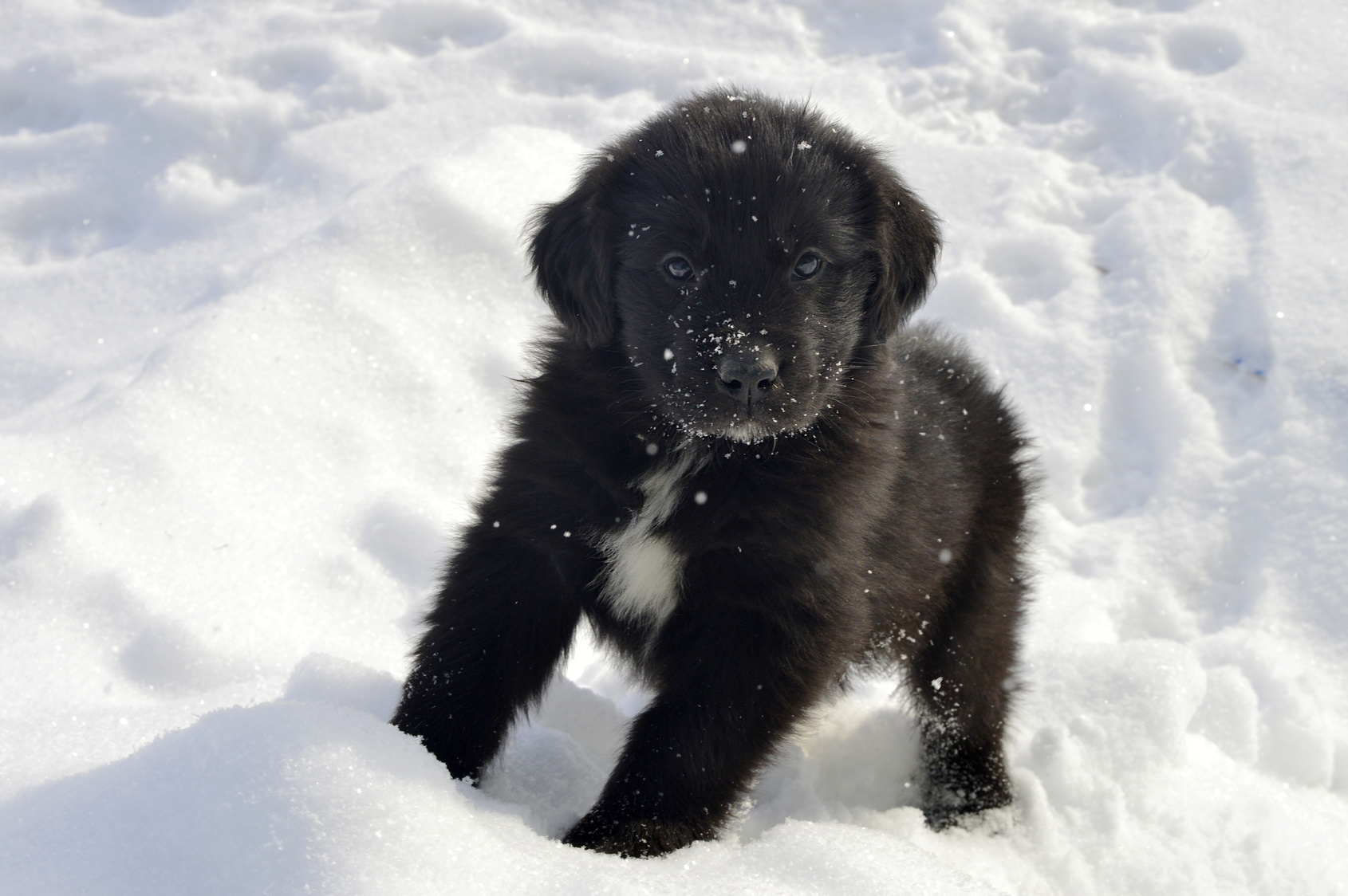 chiot Terre-Neuve