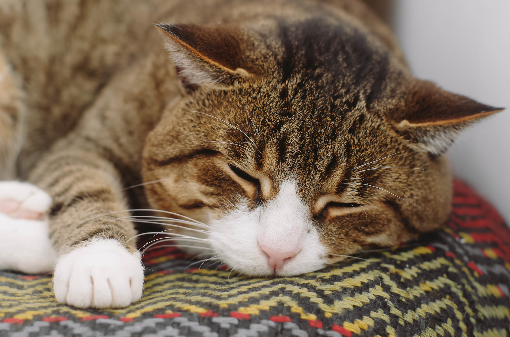 nourriture pour chat âgé