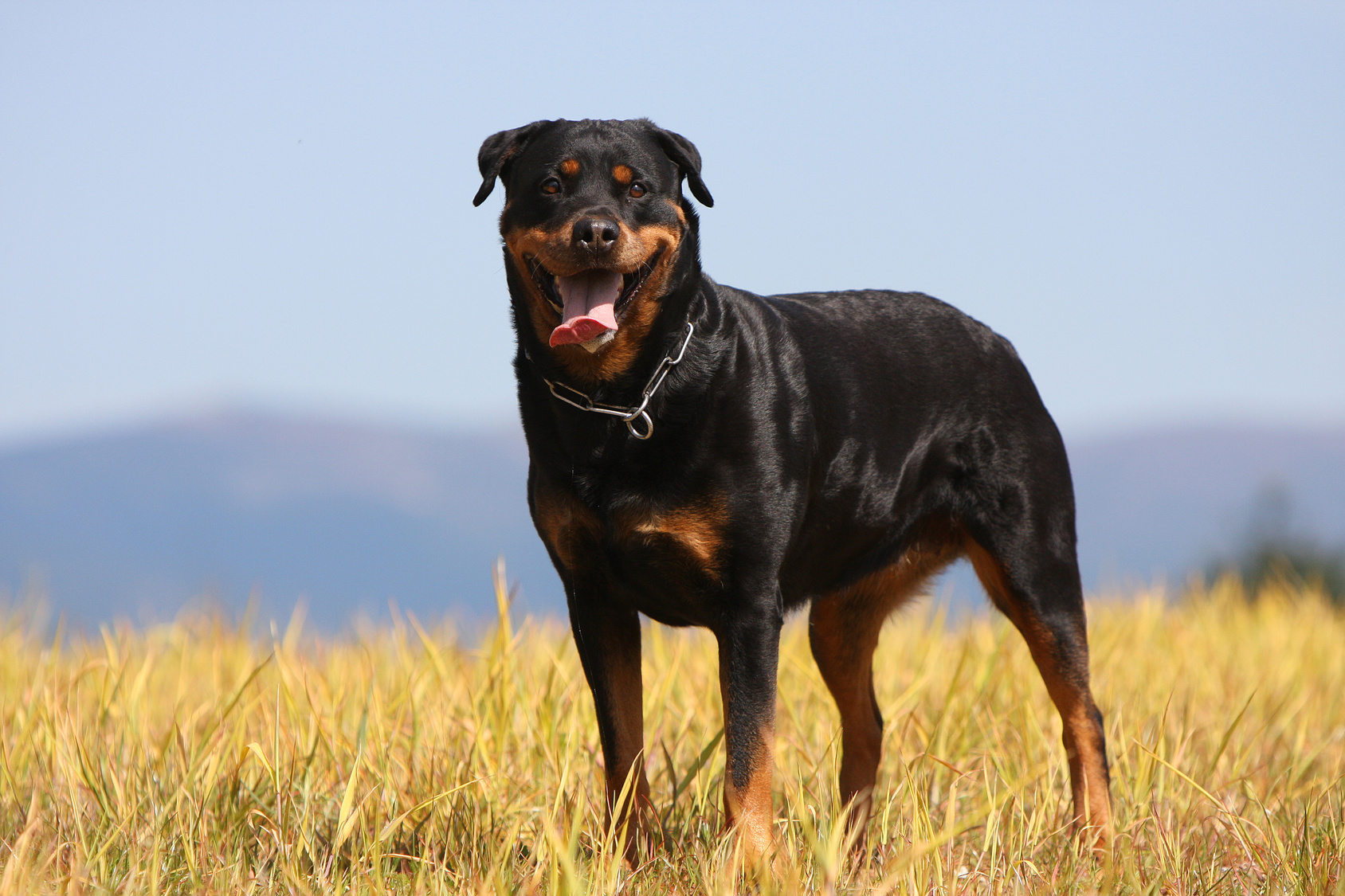 rottweiler puissant debout dans un champ sous le soleil