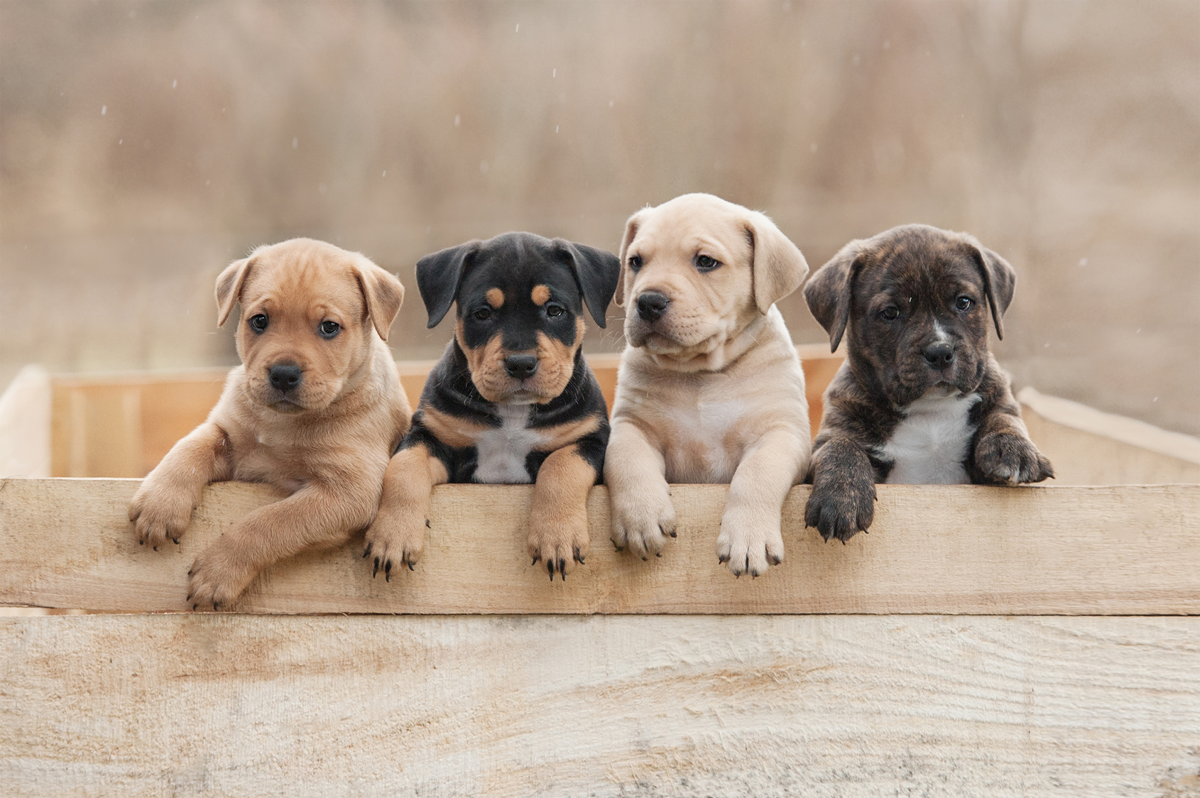 chiots American staffordshire terrier