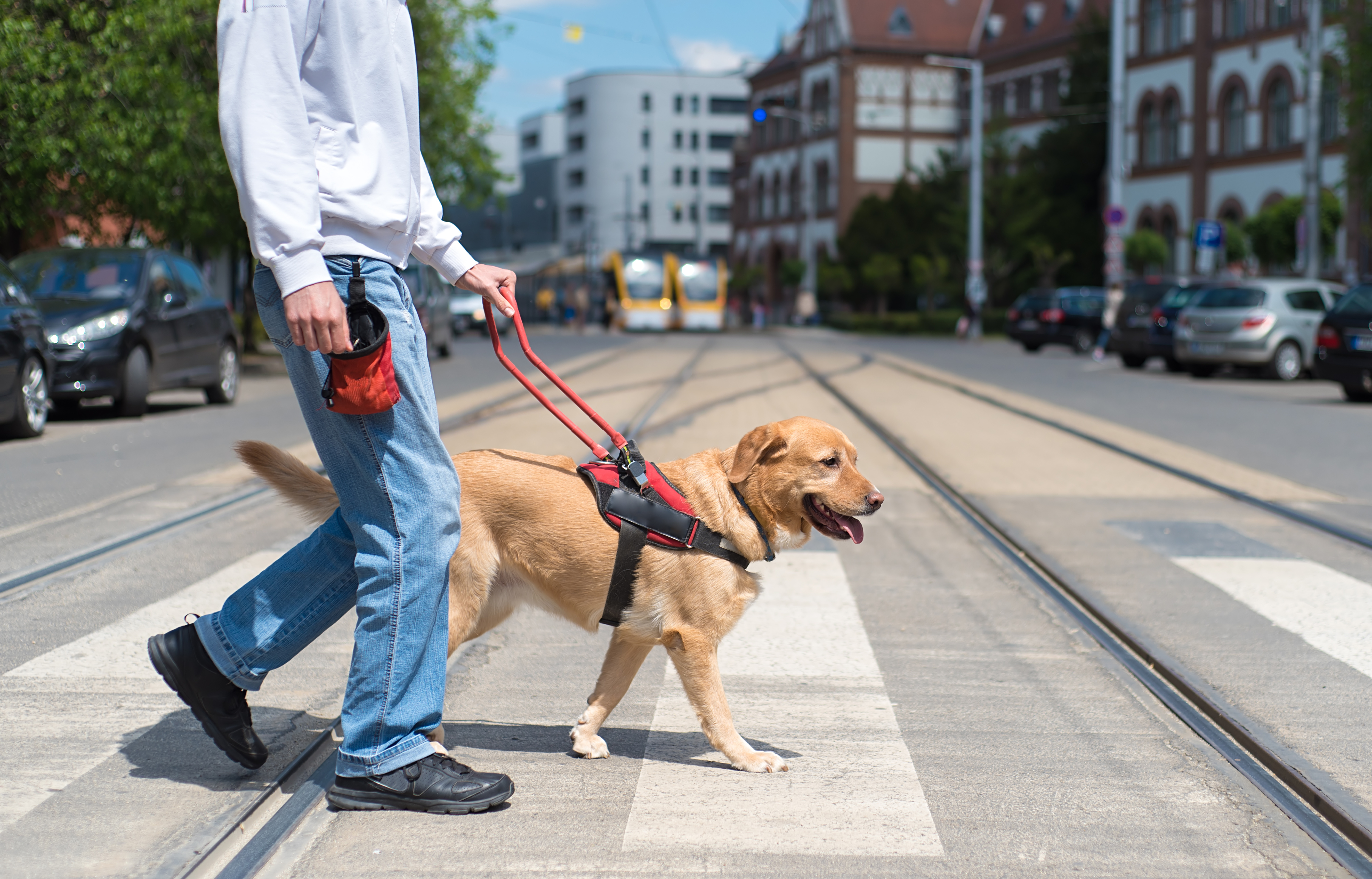 Chien guide d'aveugle