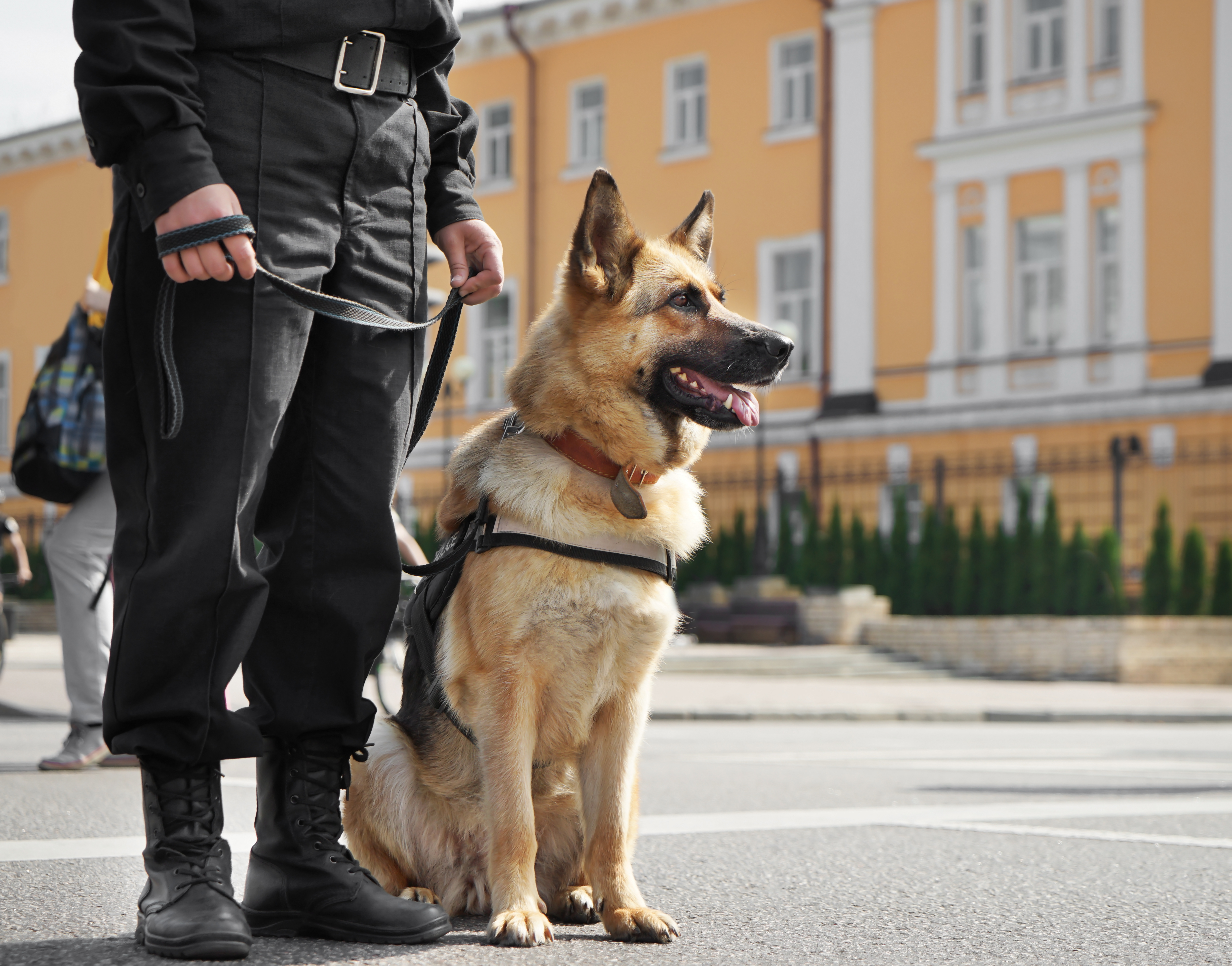 Chien policier