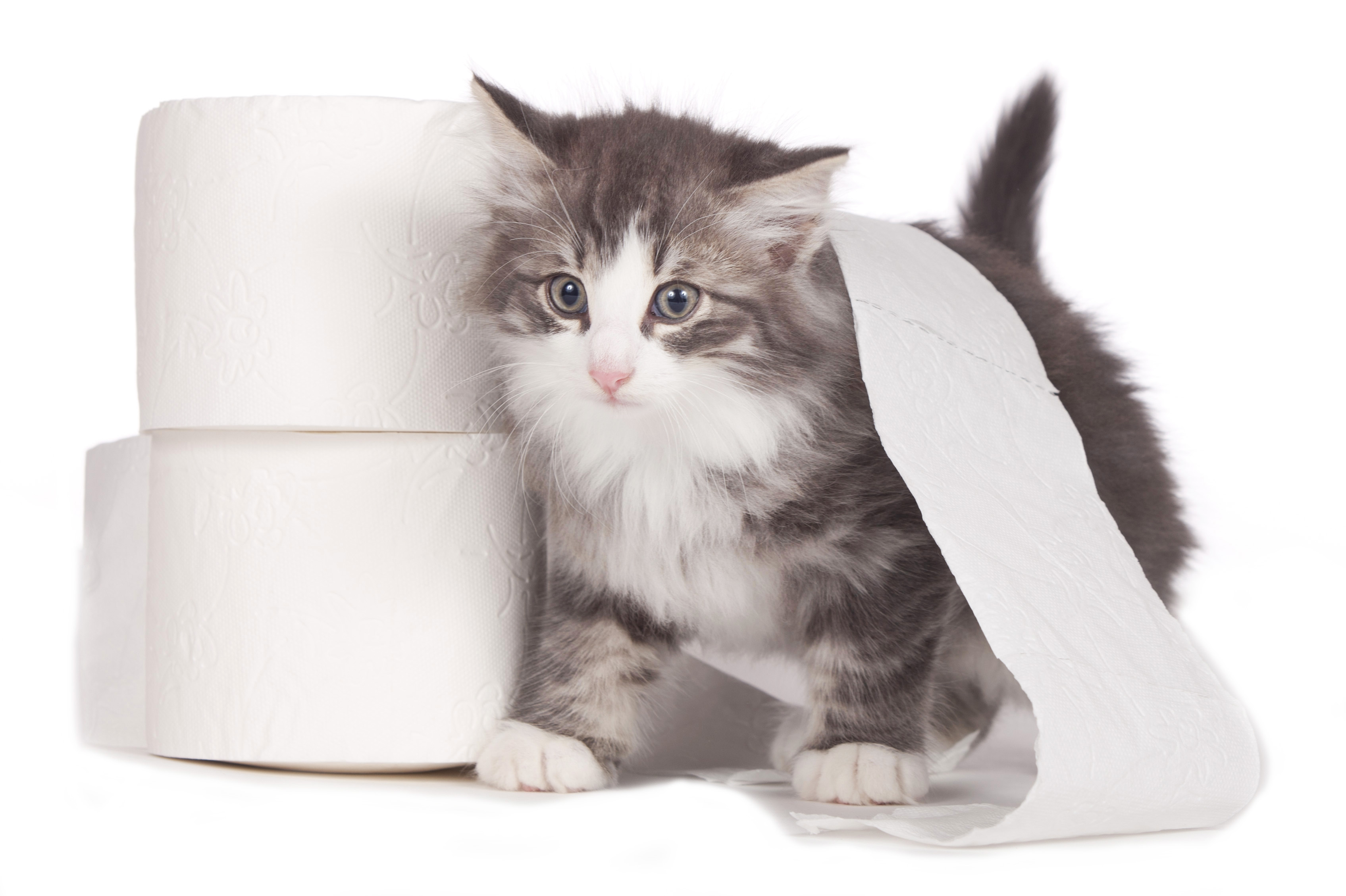 Chaton à côté de deux rouleaux de papier toilette, avec du papier toilette sur le dos