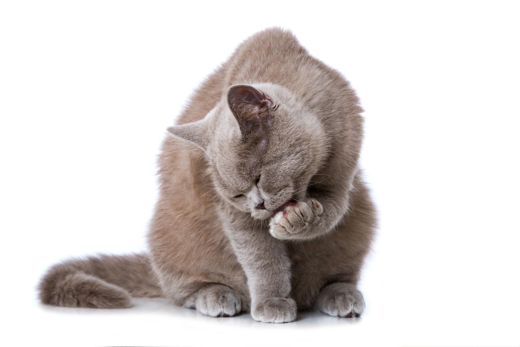 Chat qui se lèche la patte