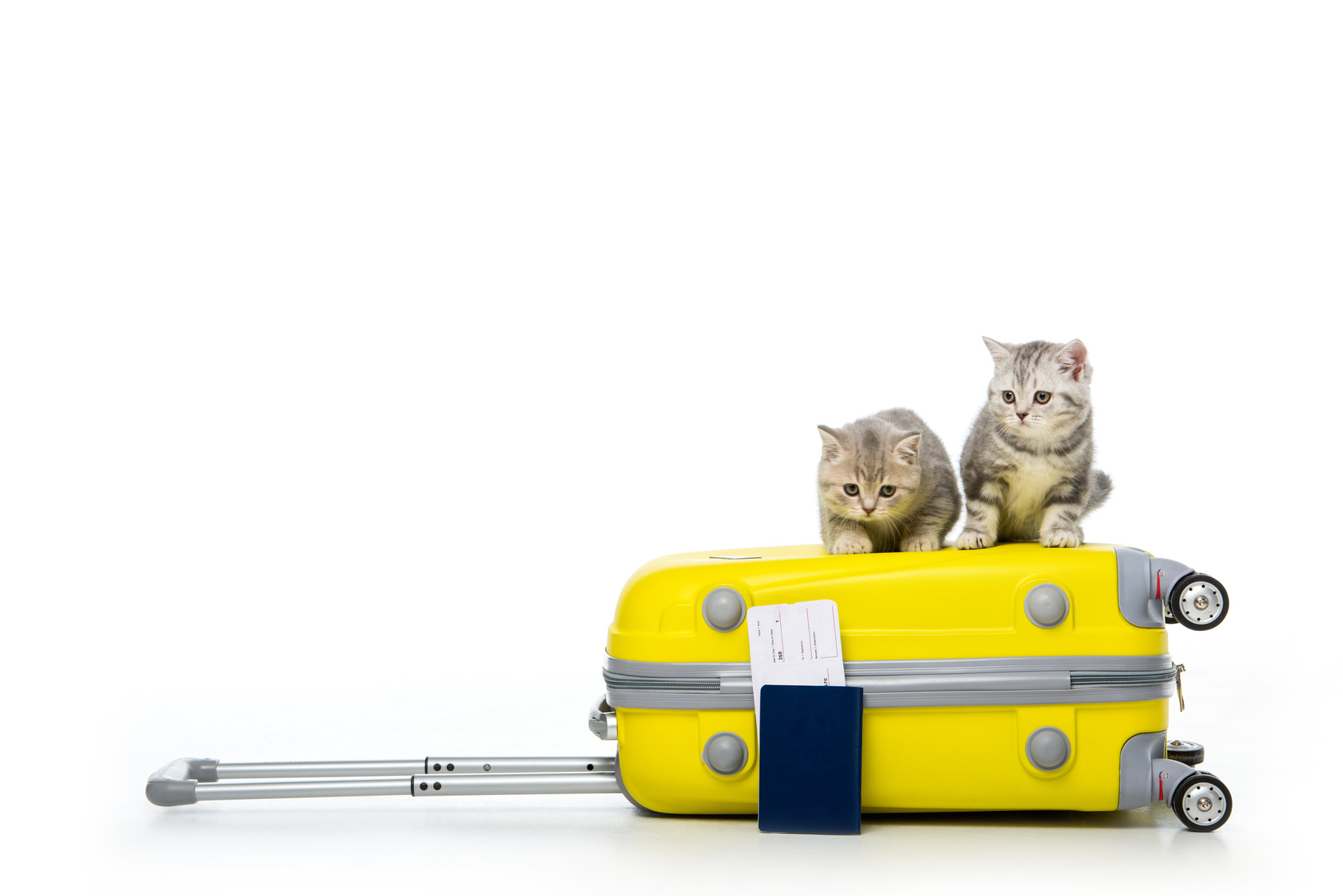 Deux chatons gris assis sur une valise jaune