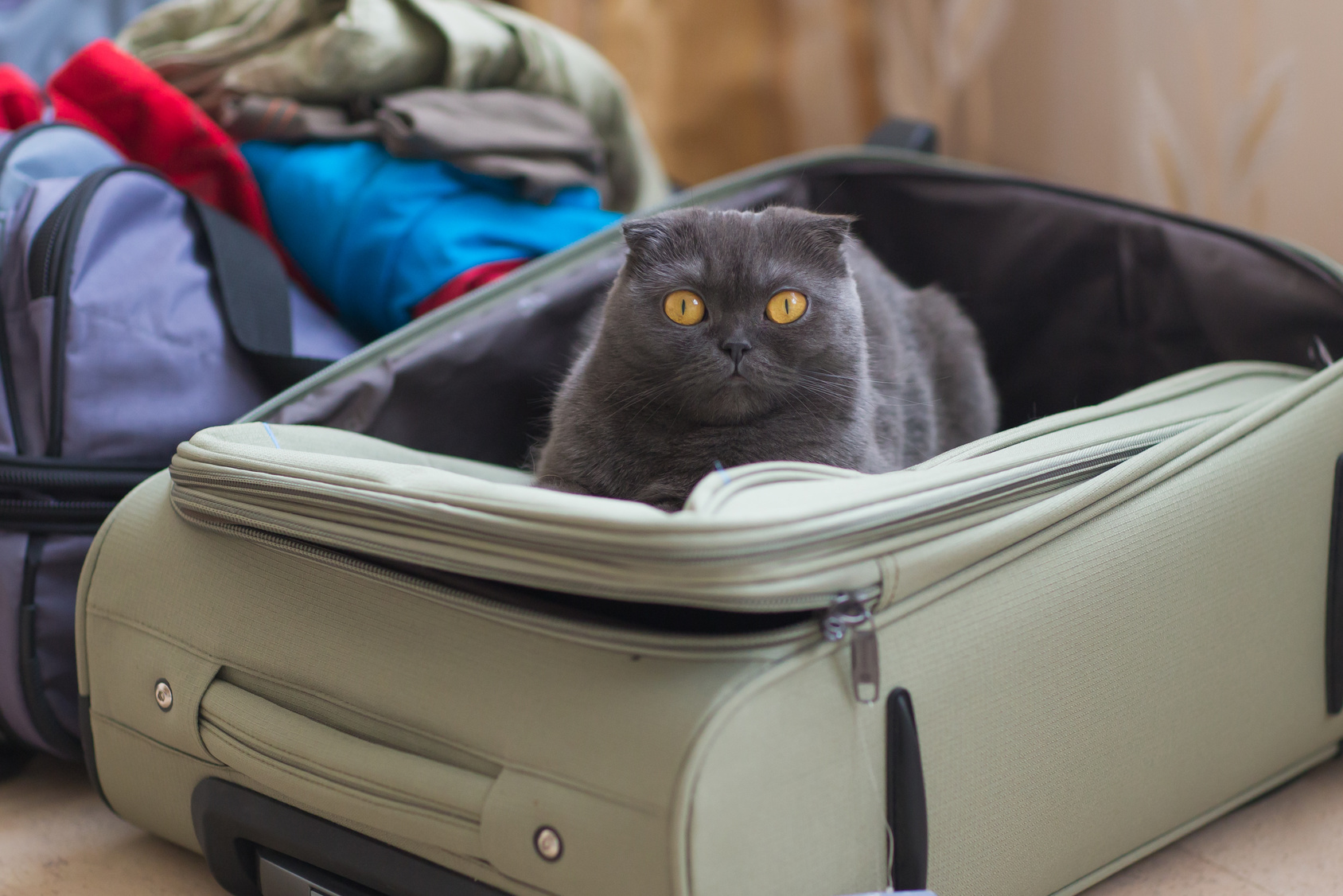 Chat gris aux yeux jaunes assis dans une valise