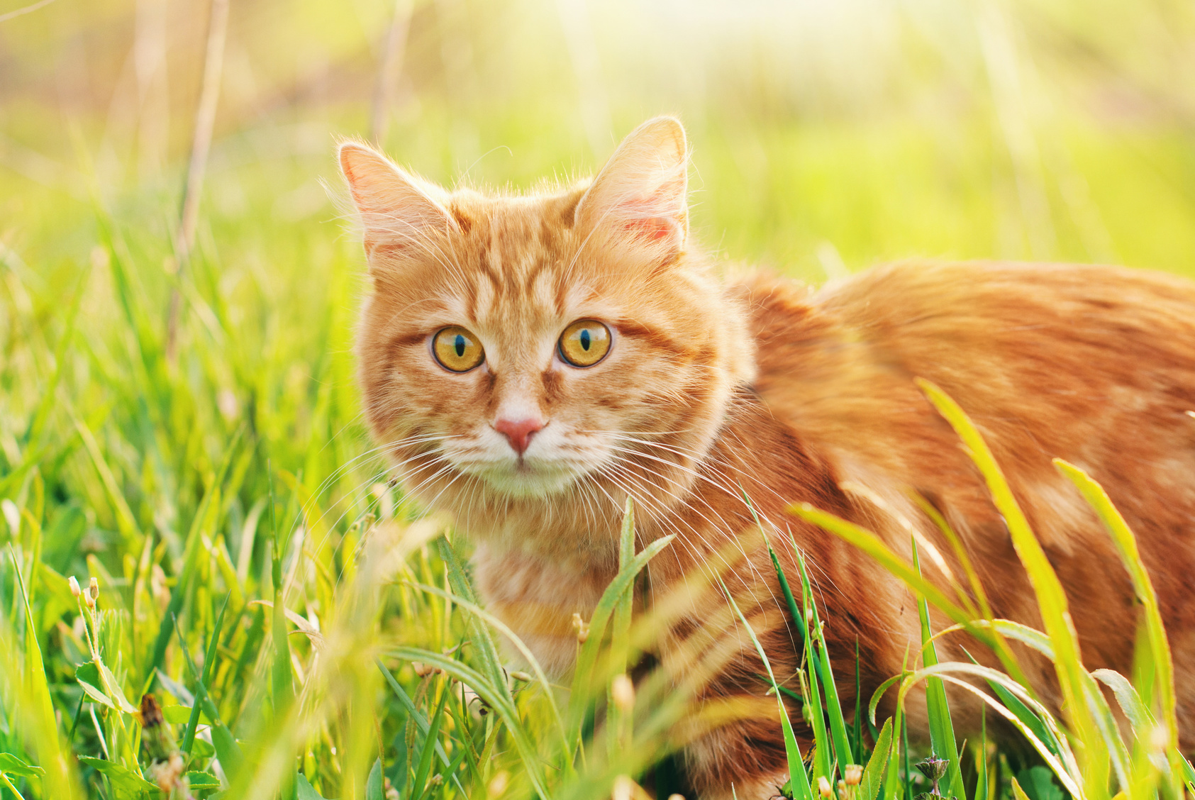 Chat roux dans les herbes hautes en été