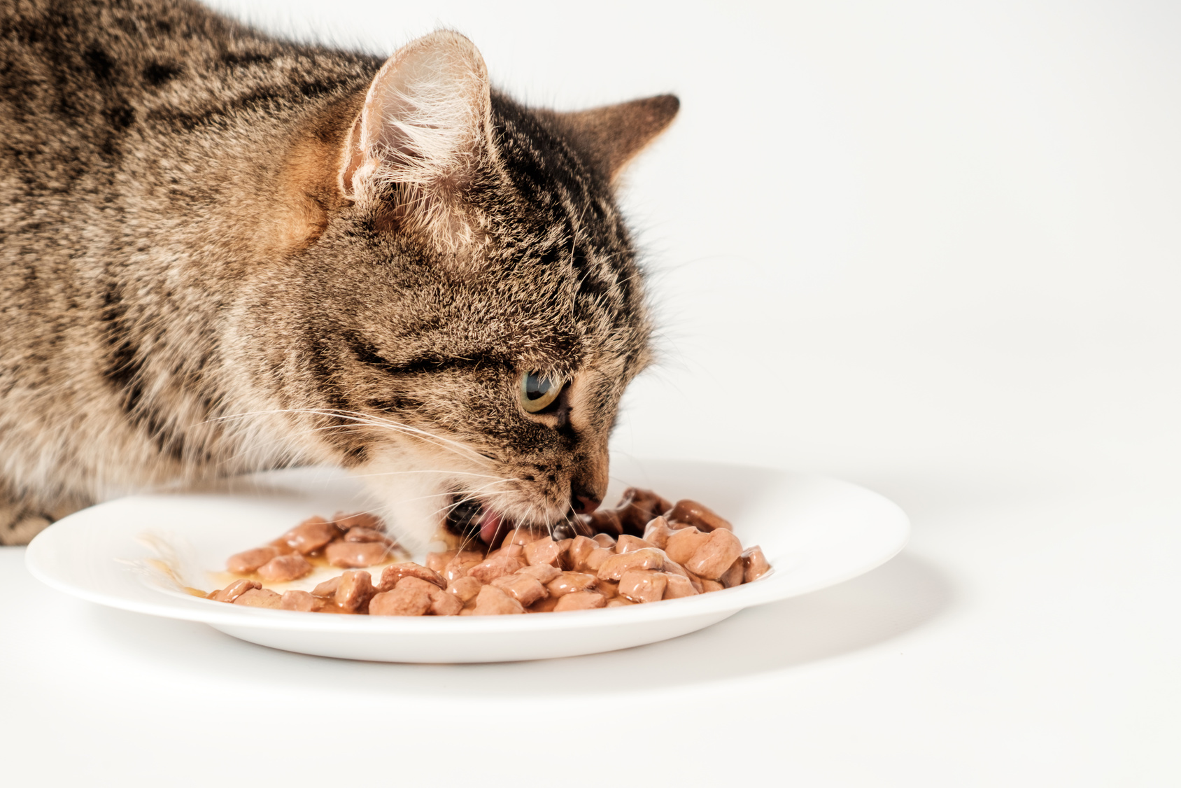 chat rabby gris mange de la nourriture humide