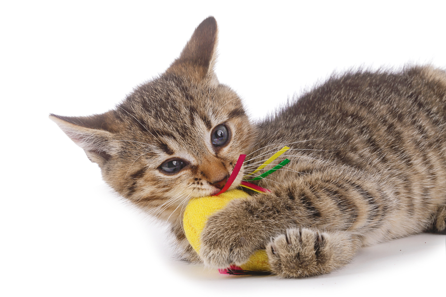 chaton bringé qui joue avec une souris jaune