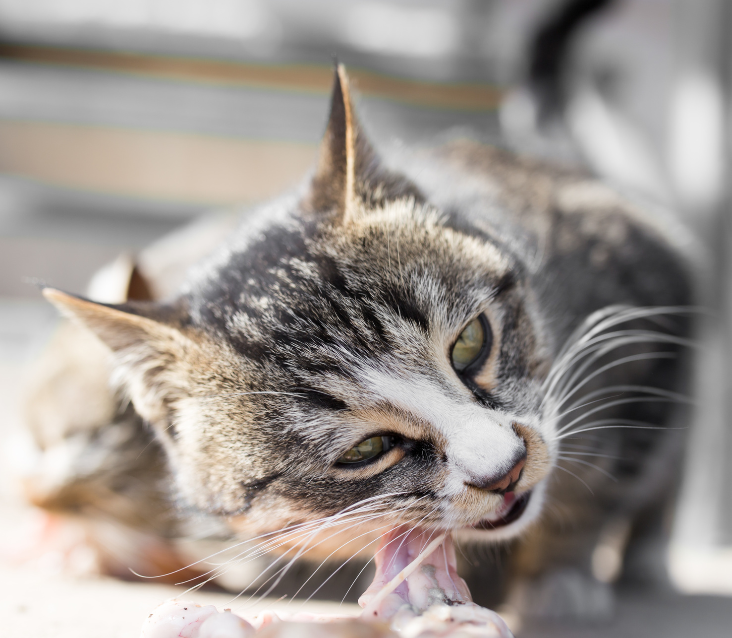 chat mange de la viande