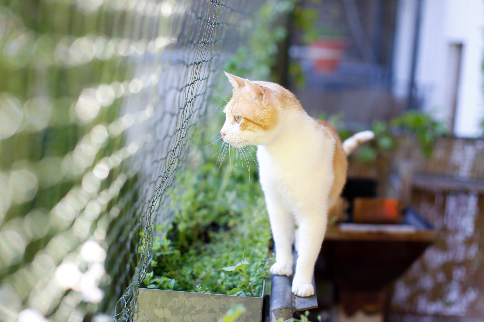 filet de protection pour chat