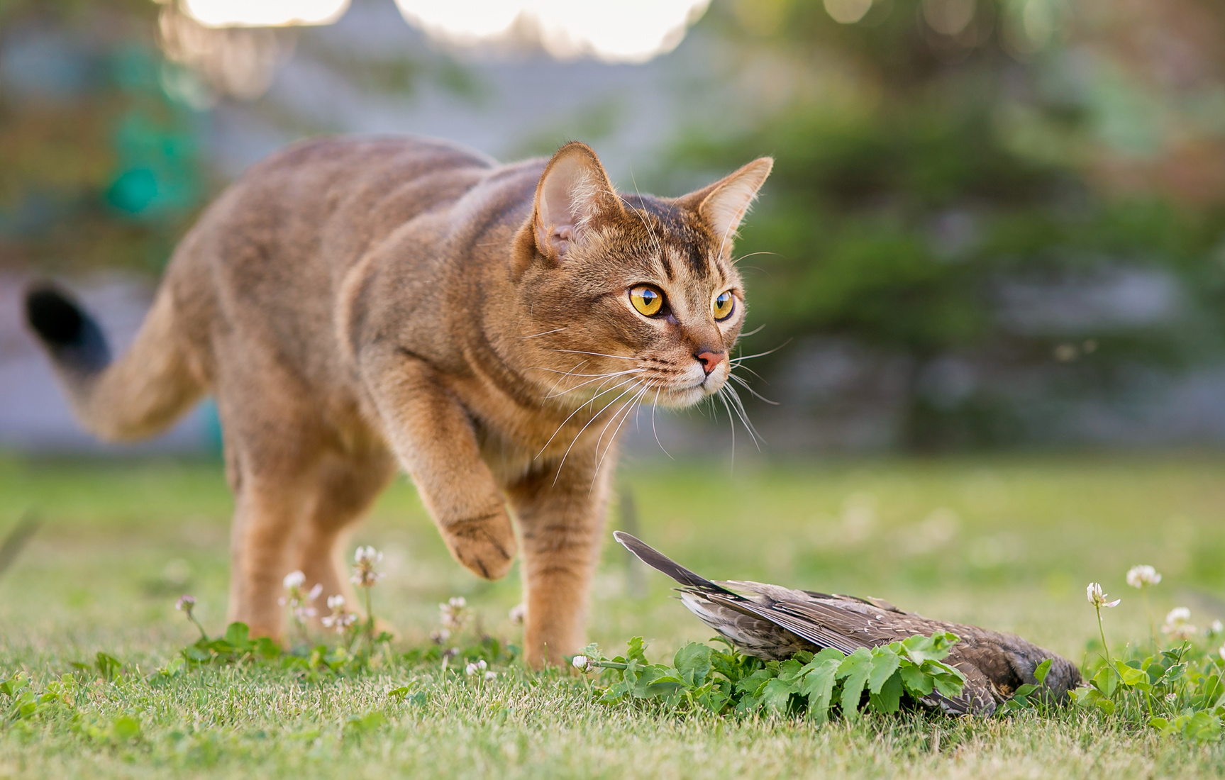 chat abyssin qui s'approche d'un oiseau qu'il a attrapé