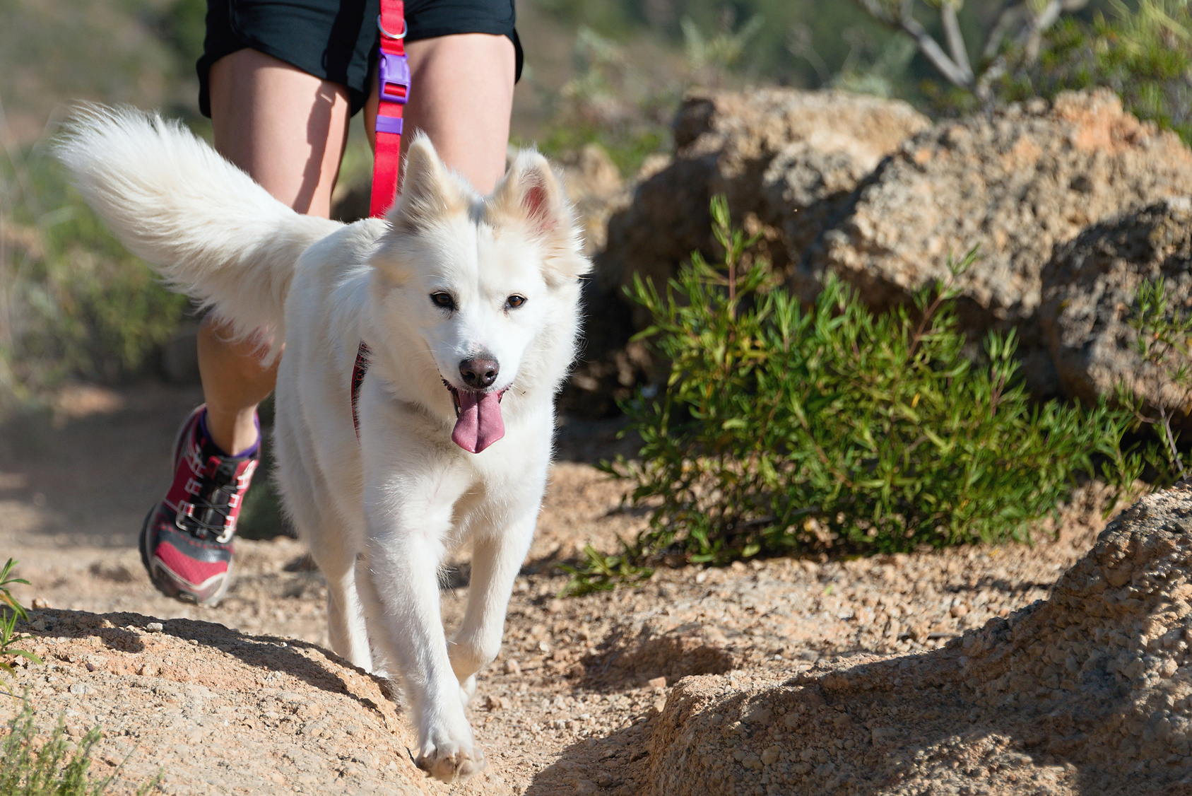 Un chien blanc et sont maître en train de pratiquer le canicross dans la montagne, un sport canin