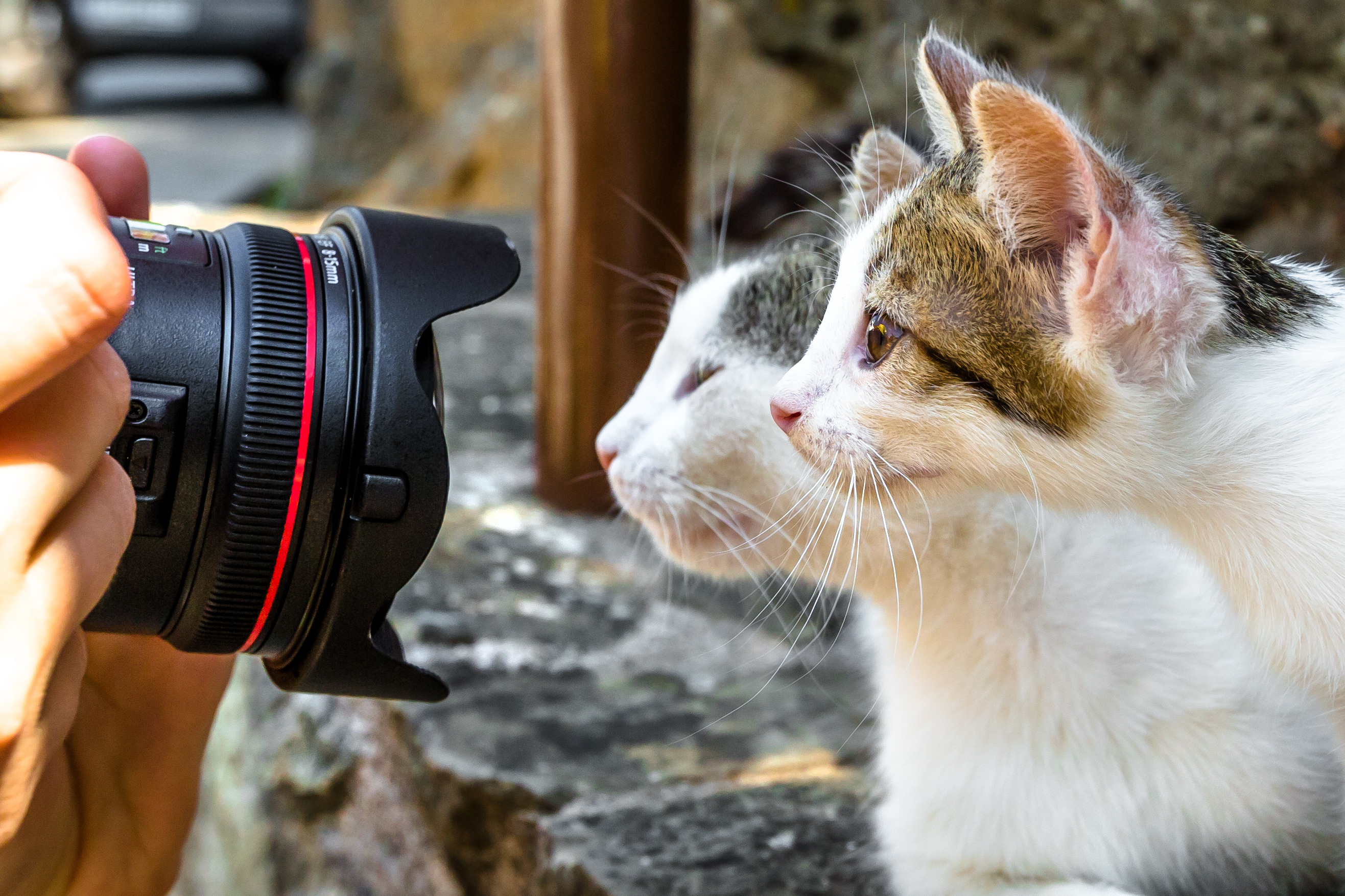 Deux chats, le visage près d'un objectif, en train d'être photographiés