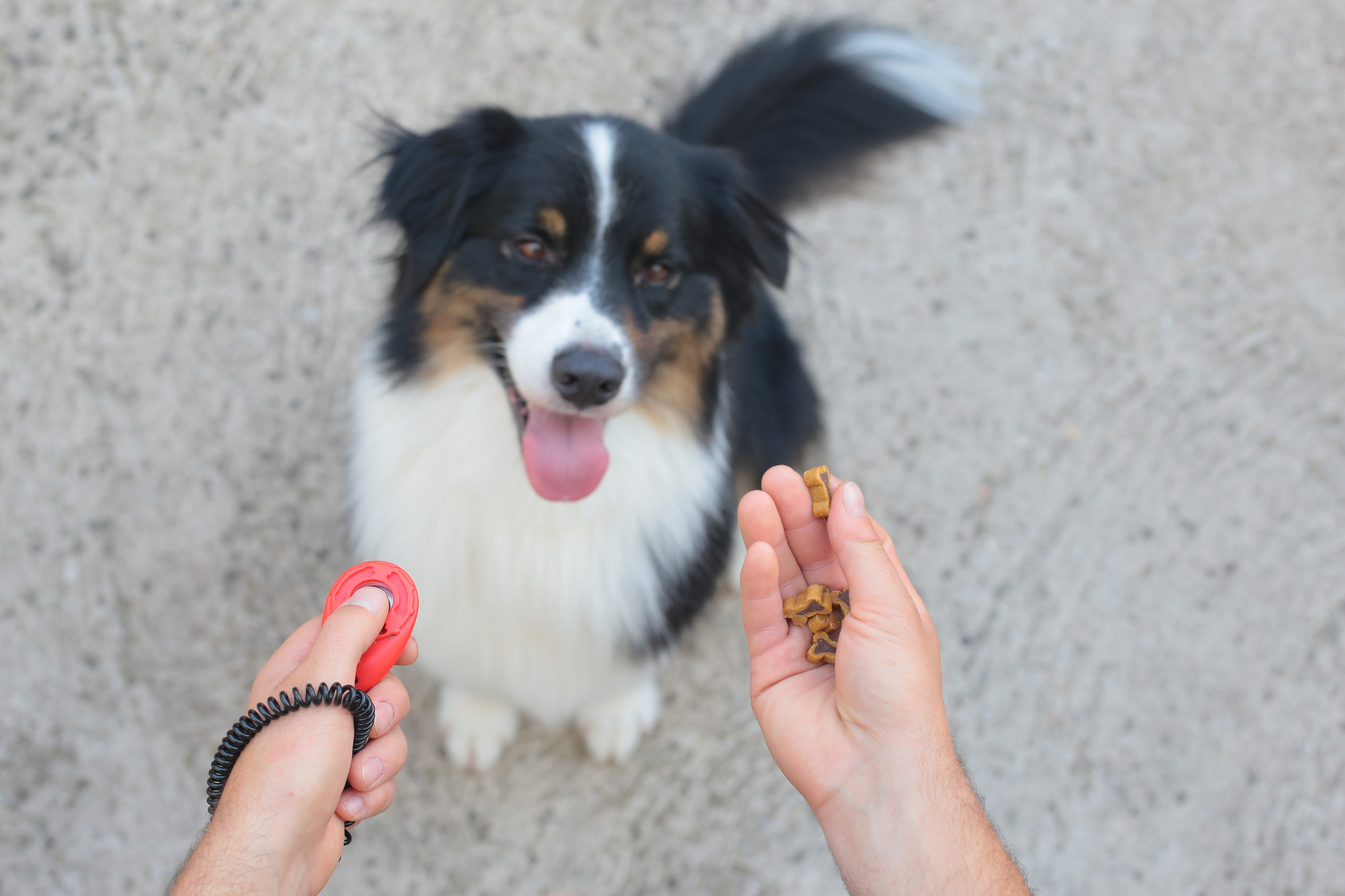 clicker et dressage chien