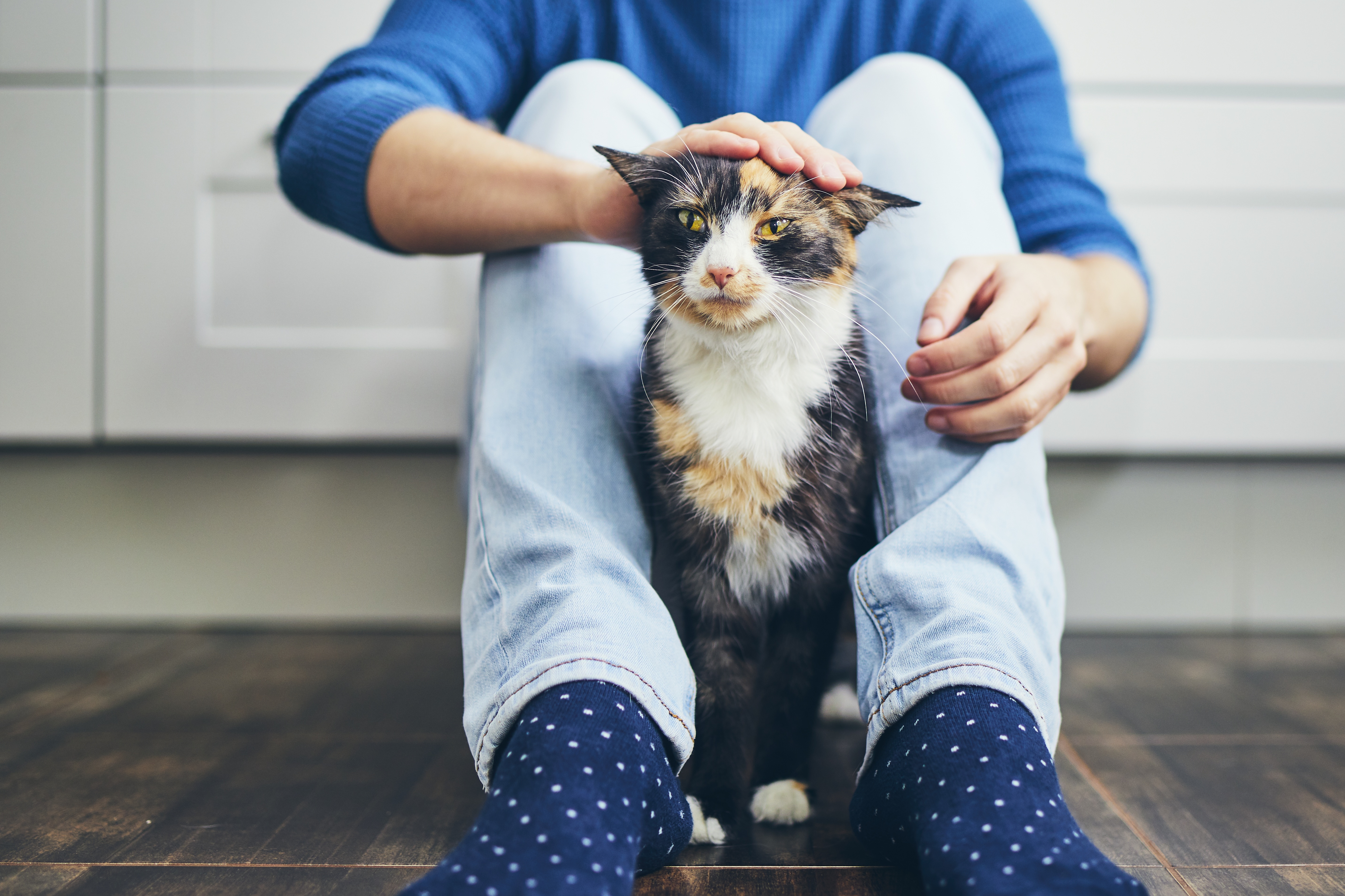 Un jeune homme caresse son chat