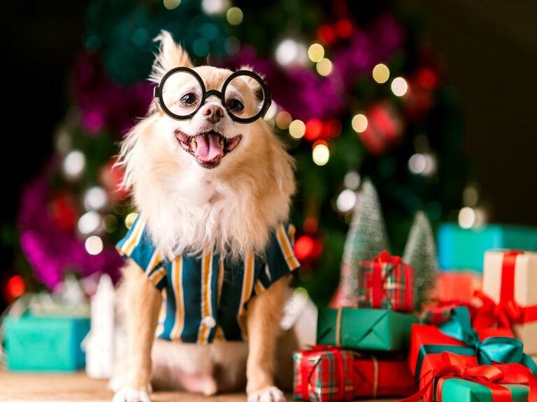 6 idées cadeaux pour chien de Noël - J'adopte un chien