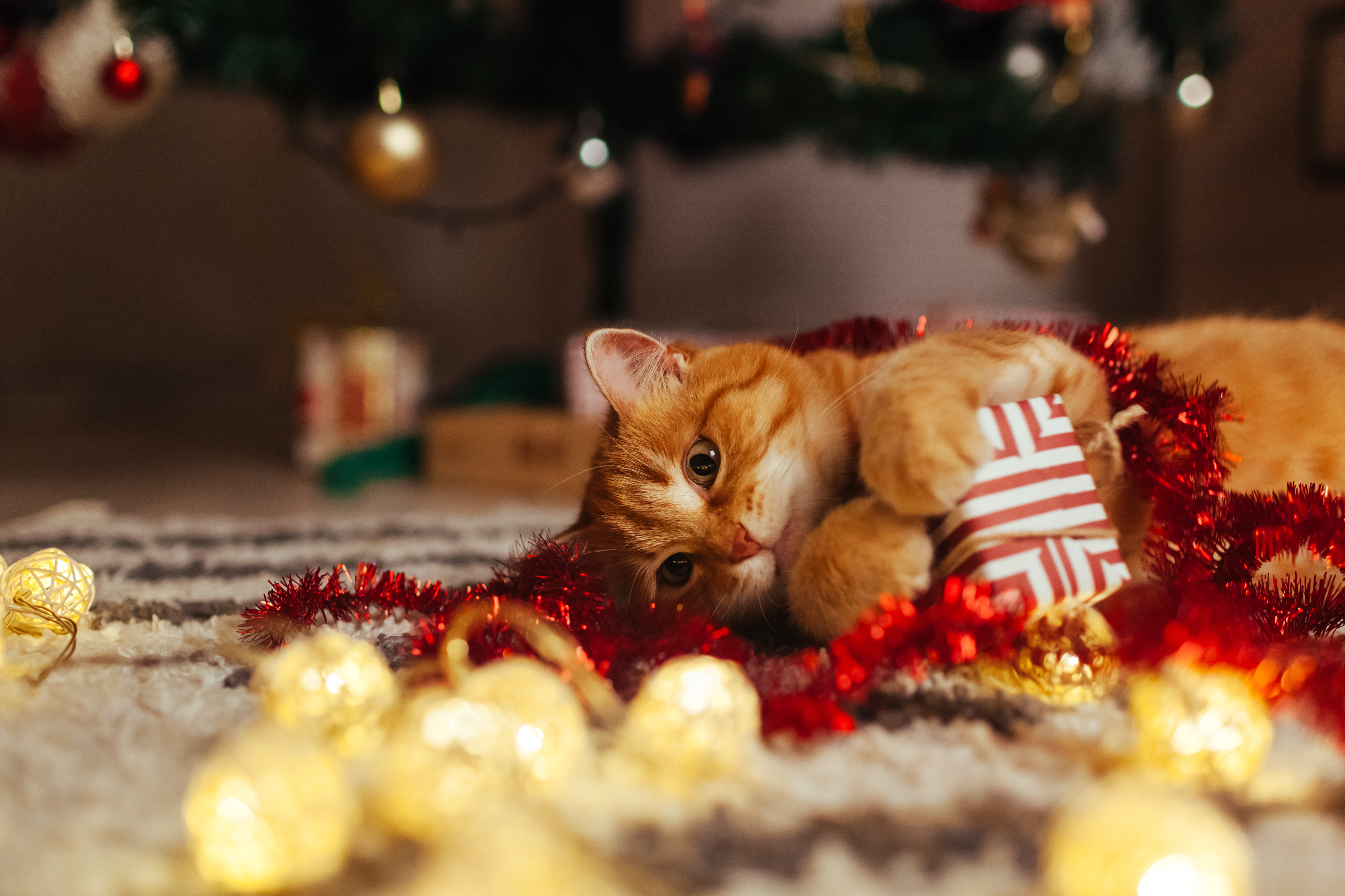 chat roux heureux au milieu de ses cadeaux de Noël