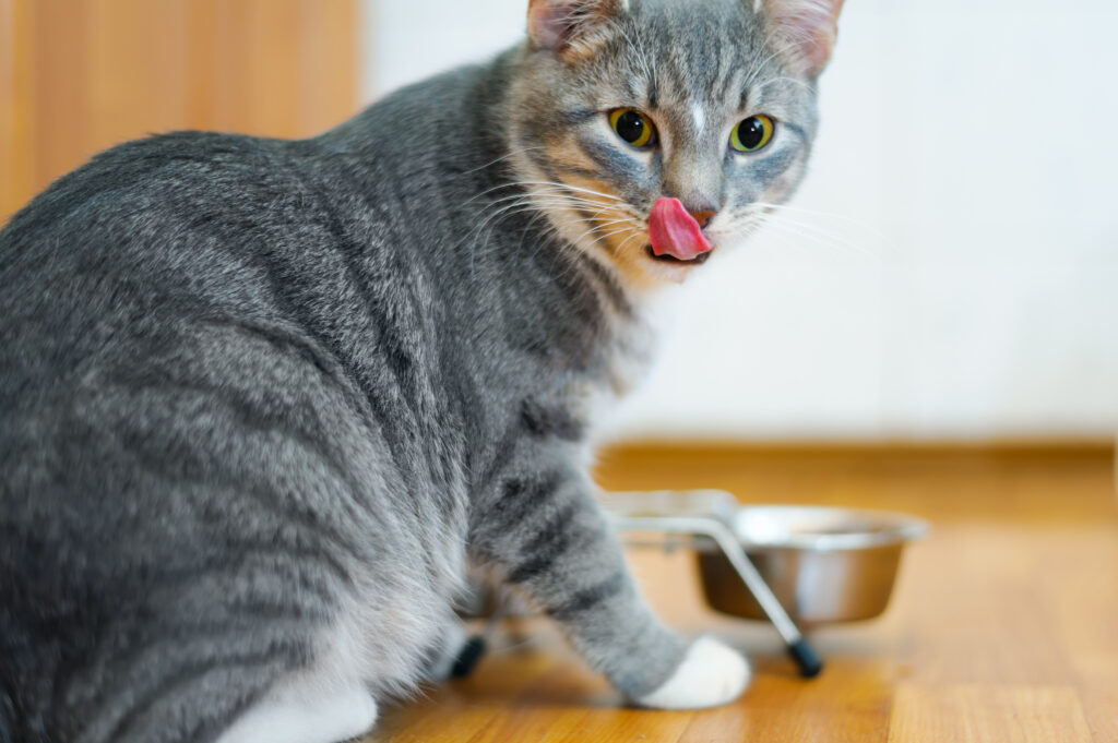 chat gris se lèche les babines devant sa gamelle