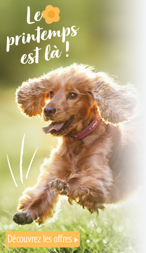 Races De Chat De A A Z Infos Conseils Photos Magazine Zooplus Ch