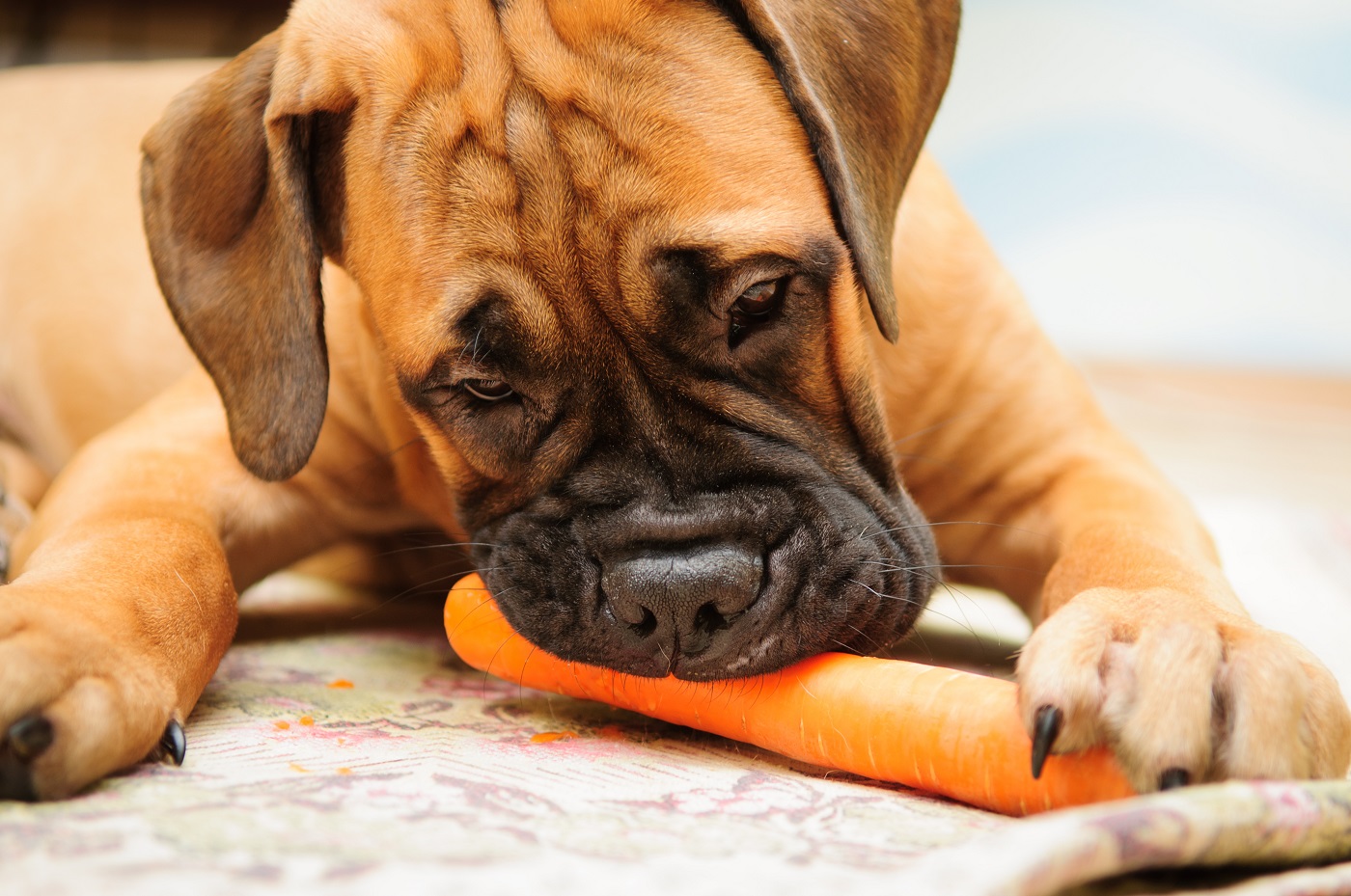 chien et alimentation végétalienne