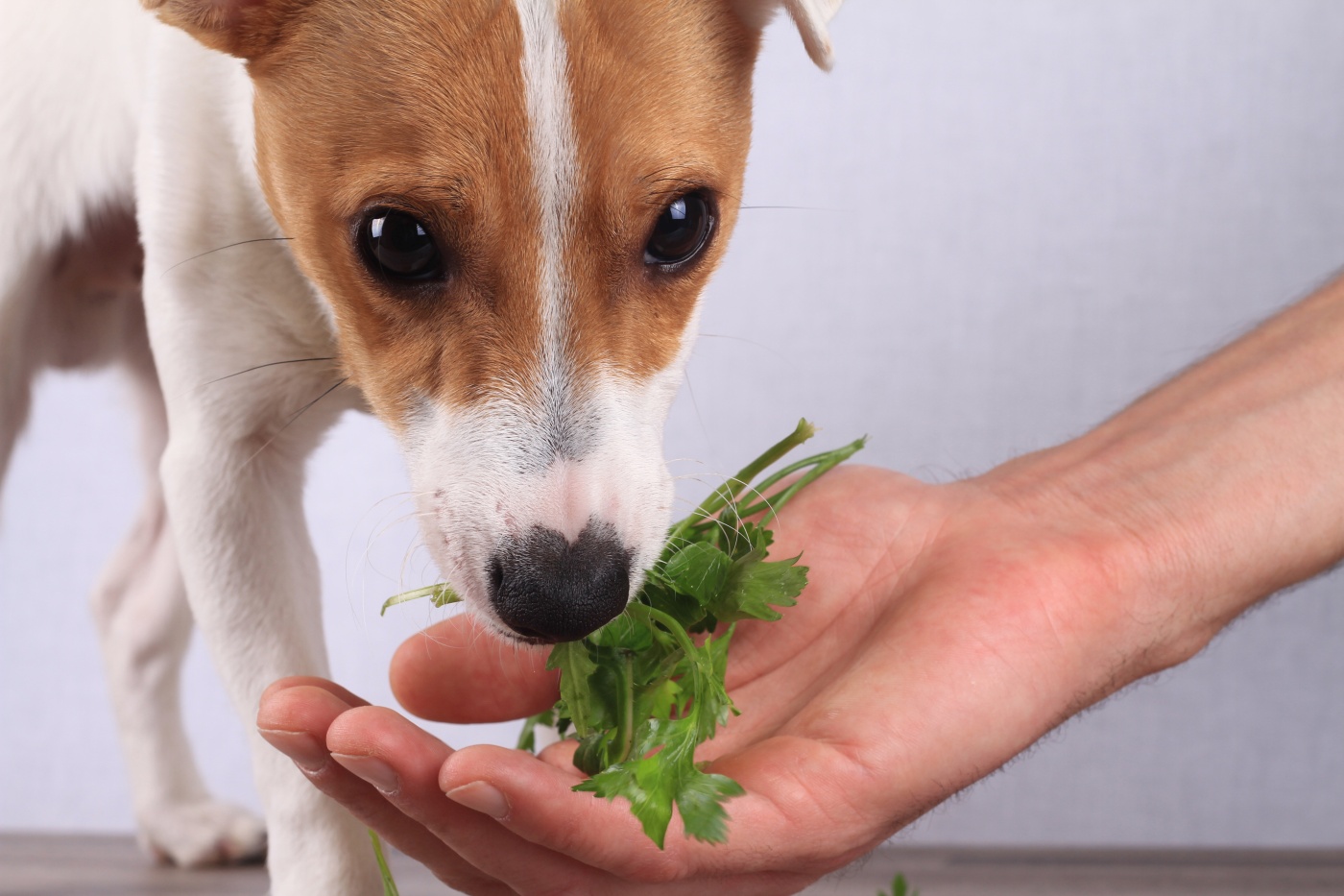 chien végétarien