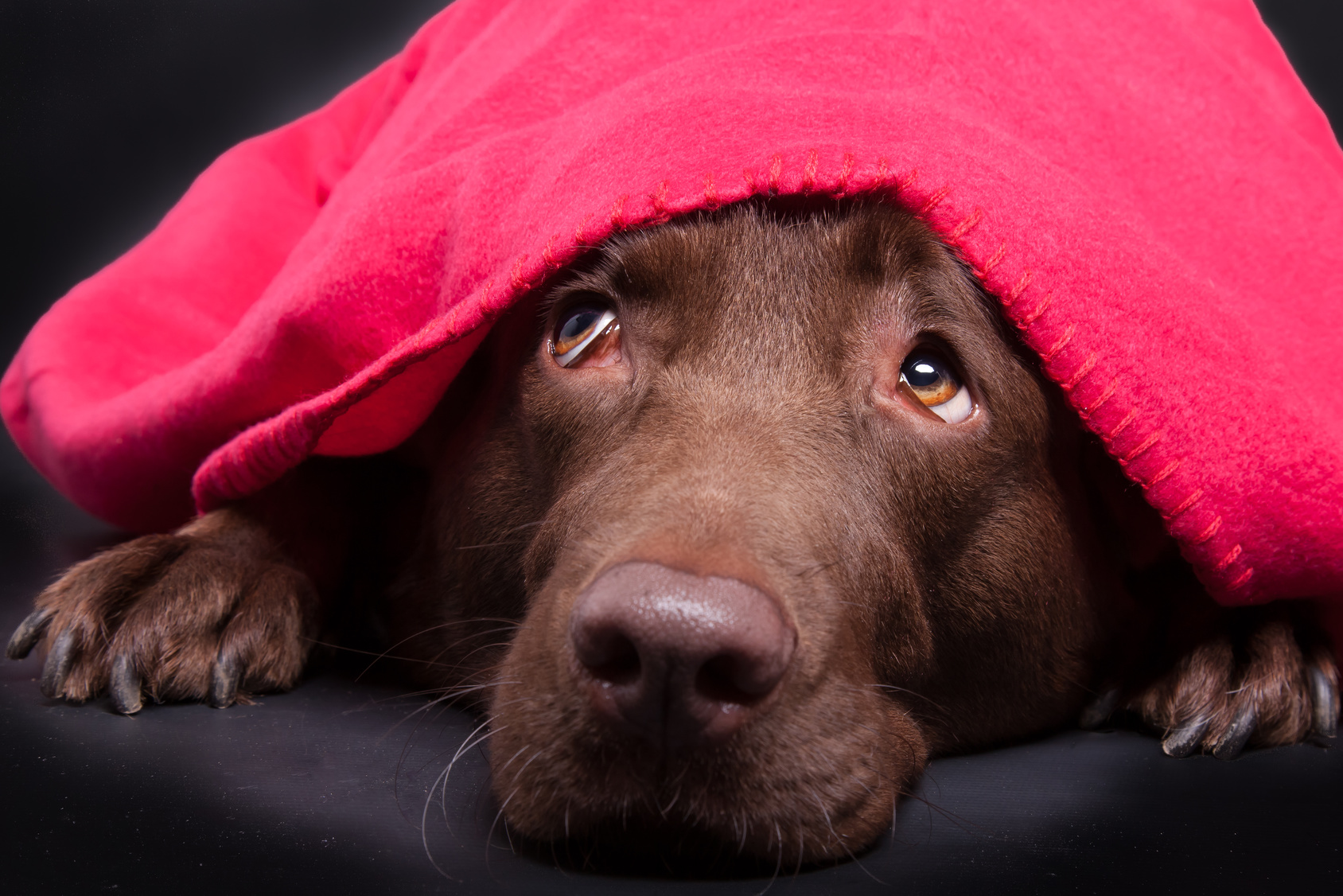 chien qui a peur du feu d'artifice