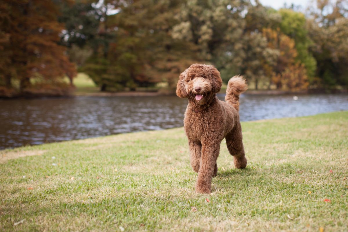 labradoodle marron