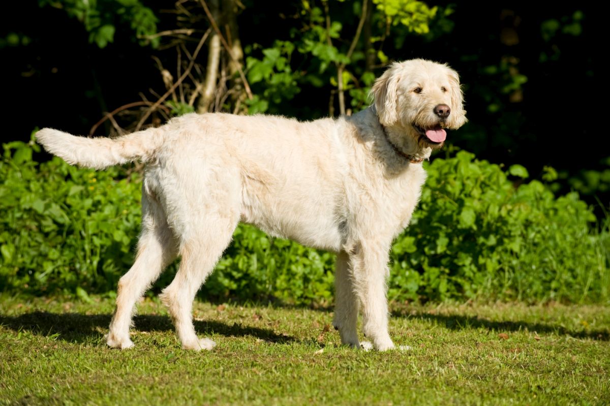 labradoodle debout