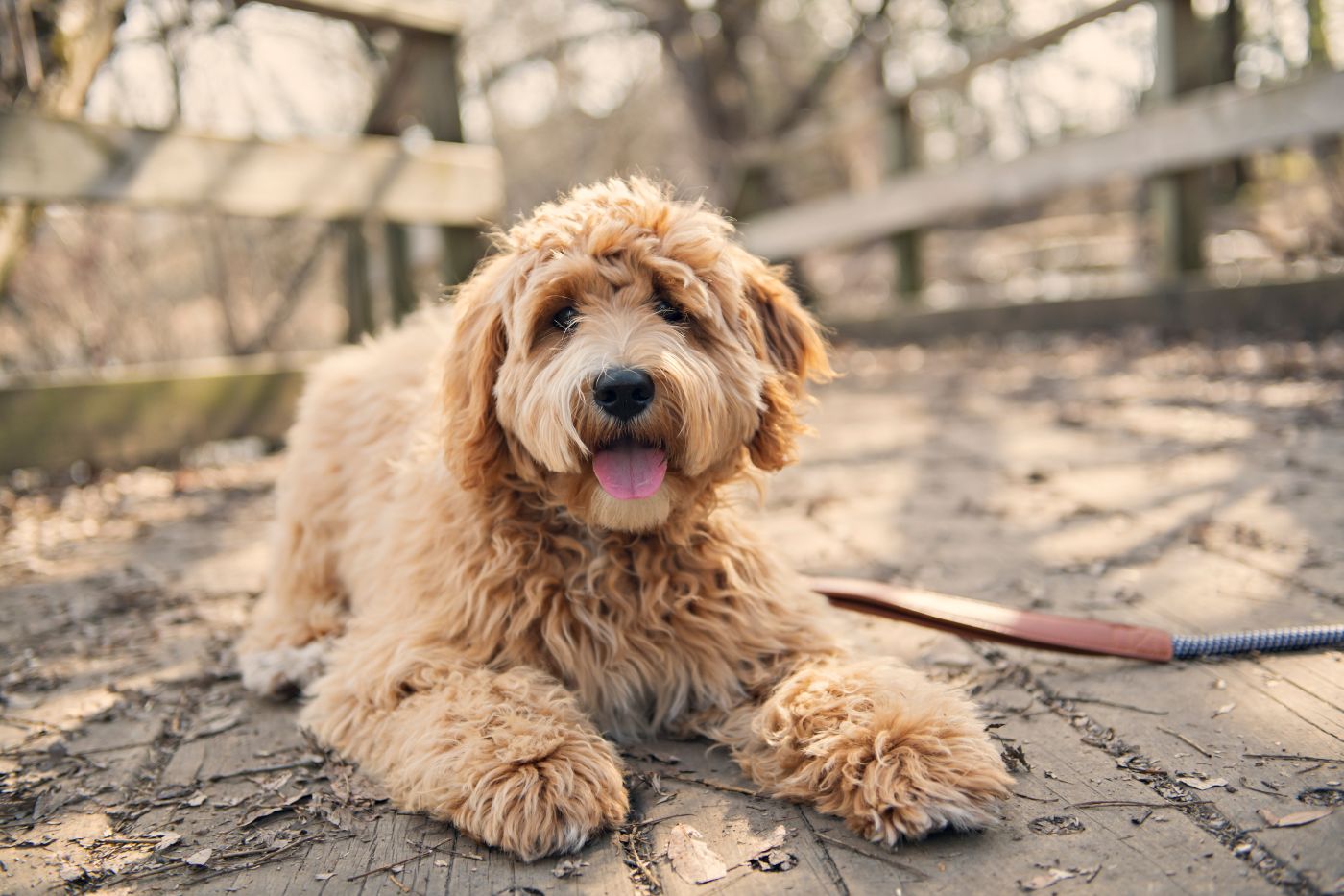 labradoodle sable