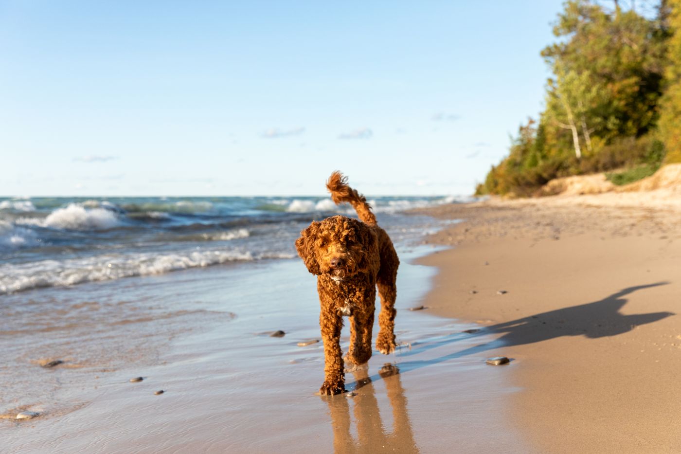 labradoodle marron