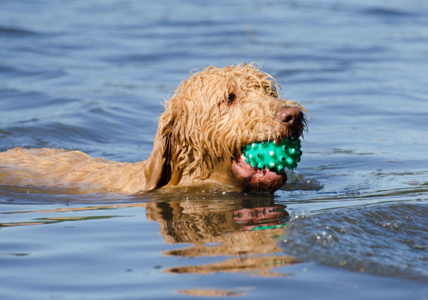 labradoodle dans l'eau