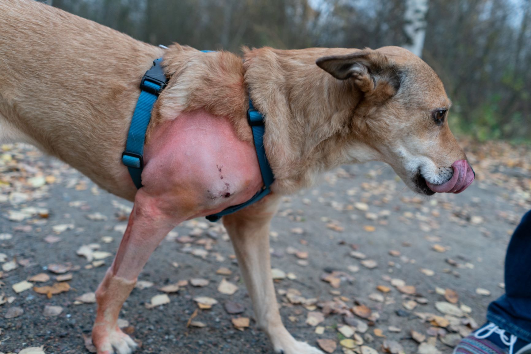 chien avec un lipome sur le côté droit