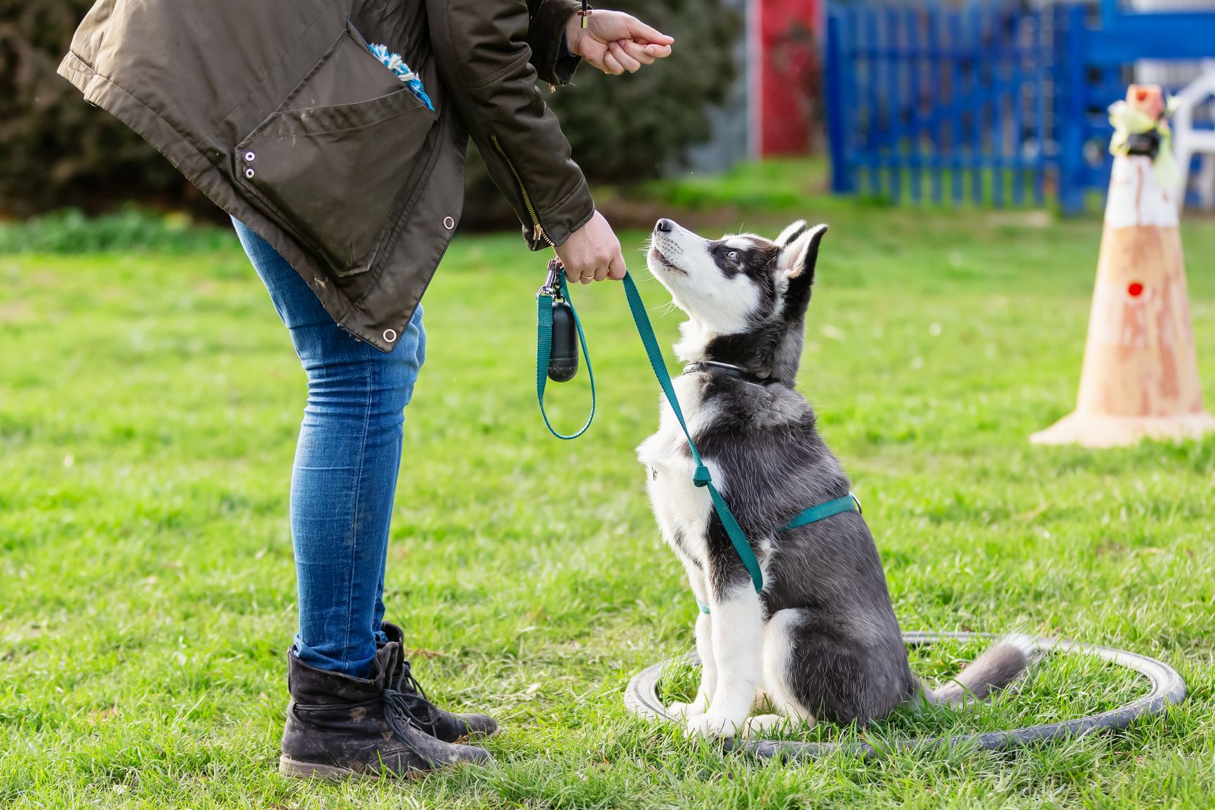 chien adolescent en train d'être éduqué à l'école des chiots