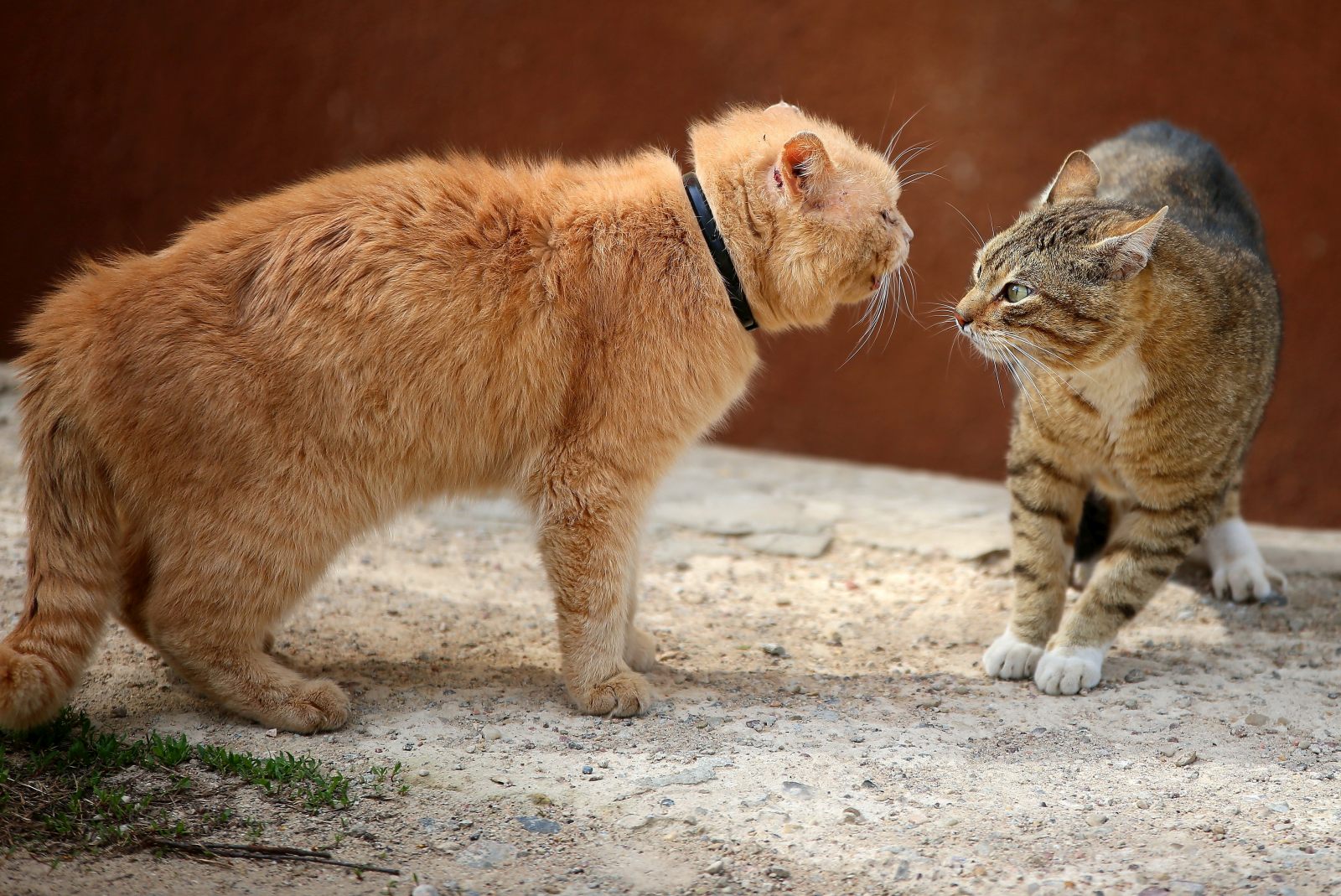 chats atteints du FIV qui se battent