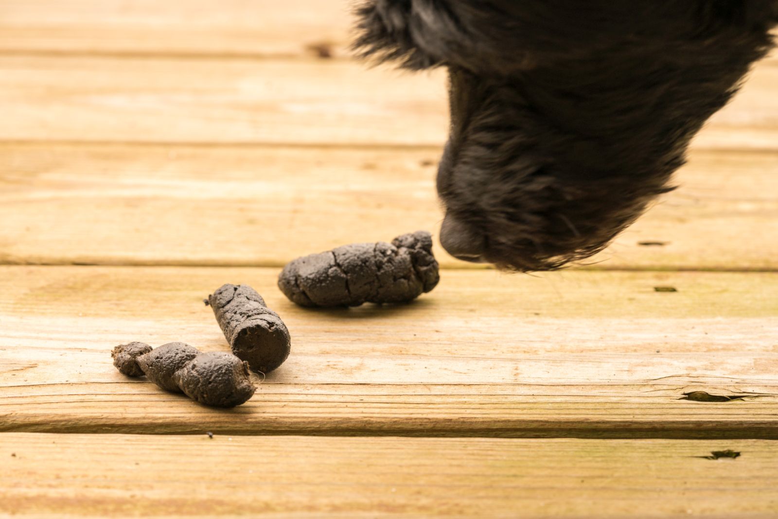 chien qui sent ses crottes