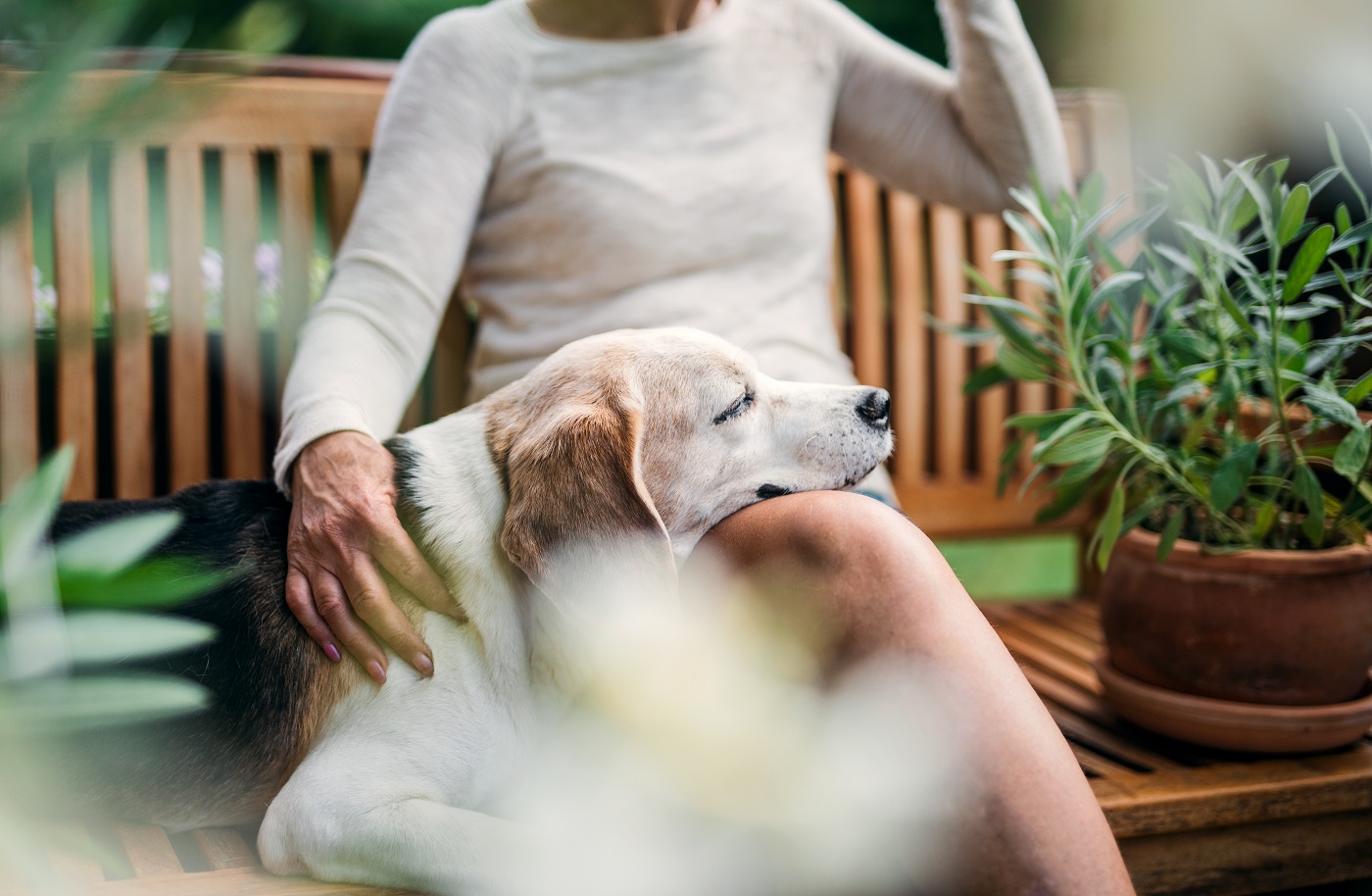 chien âgé qui se repose sur la cuisse de son maître humain