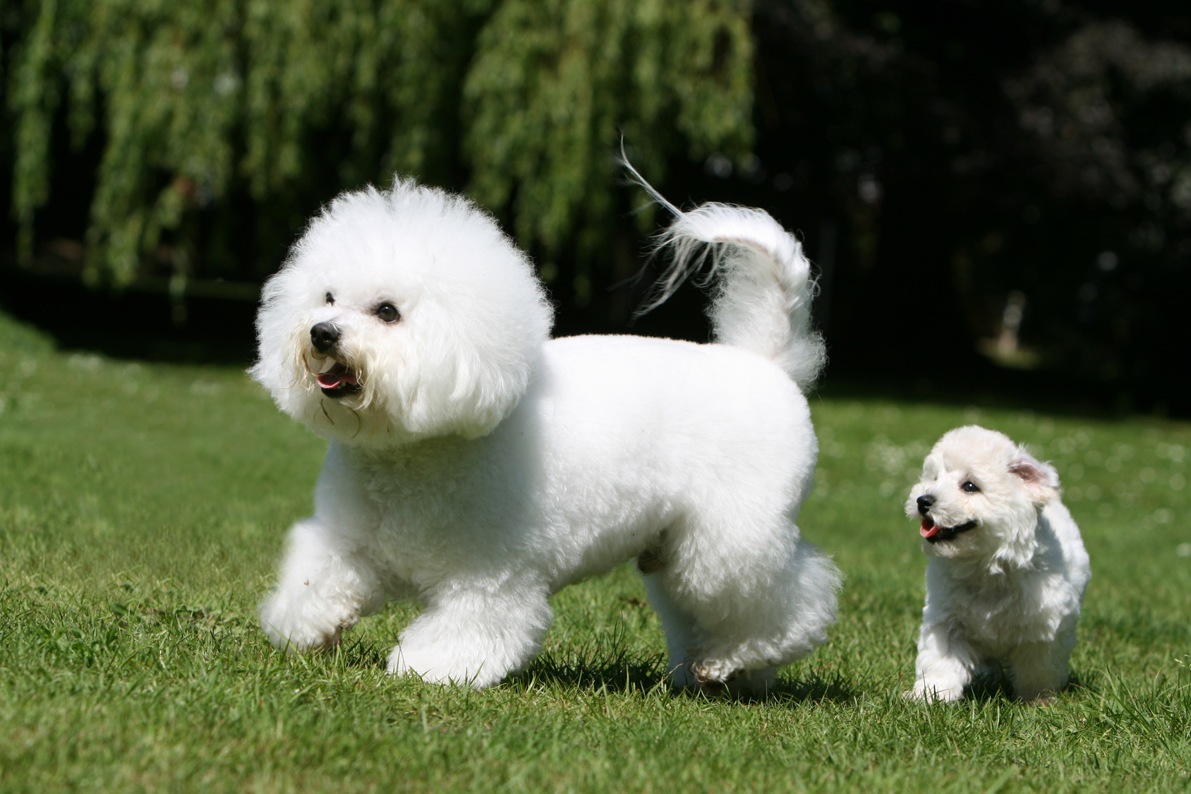 mère et chiot bichon frisé dans le jardin en mouvement