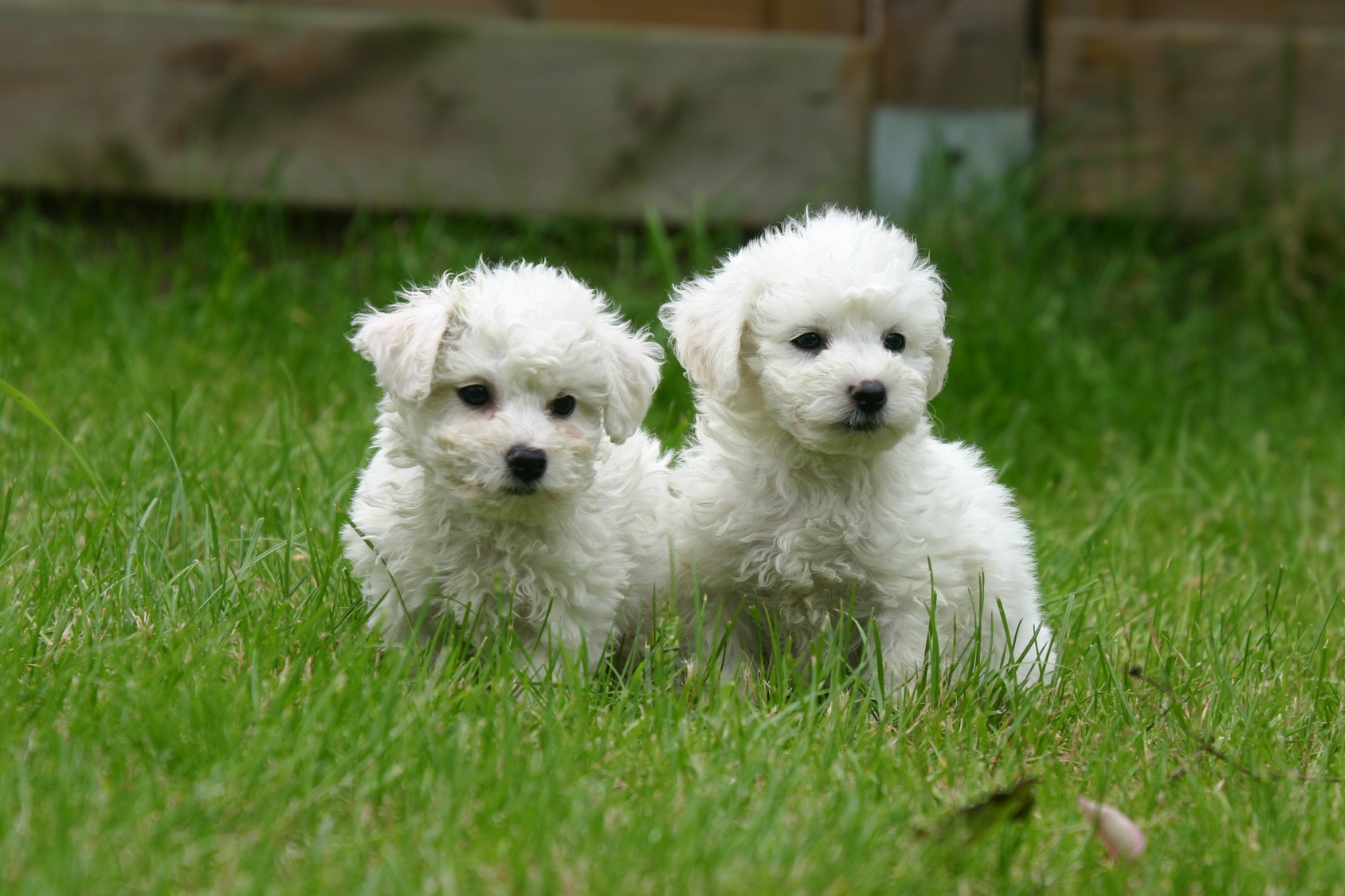 deux chiots bichons frisés assis ensemble dans l'herbe