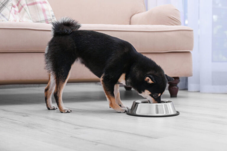 chien de race Shiba Inu qui mange ses croquettes