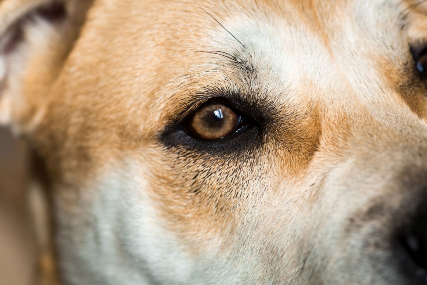 Les vibrisses ne sont pas que sur la moustache du chien