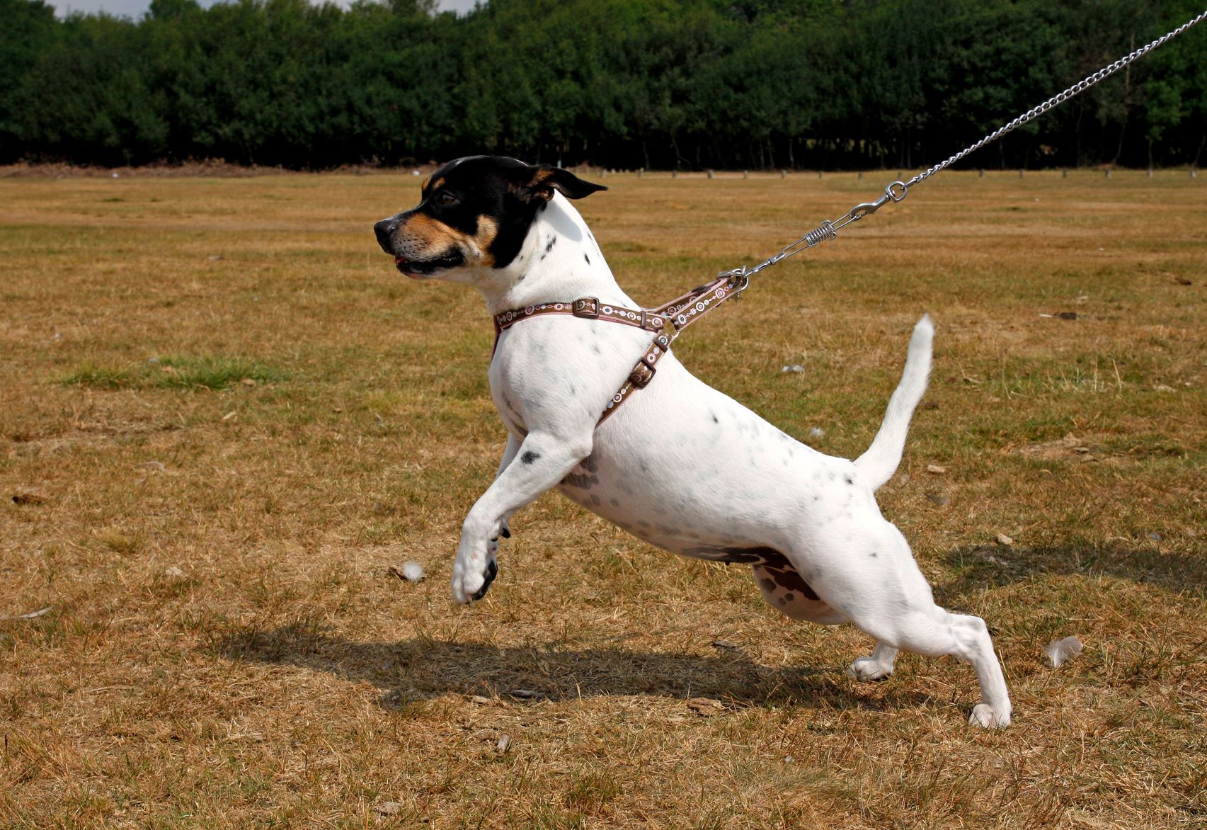 Un chien qui tire la laisse manque-t-il d'intelligence ?