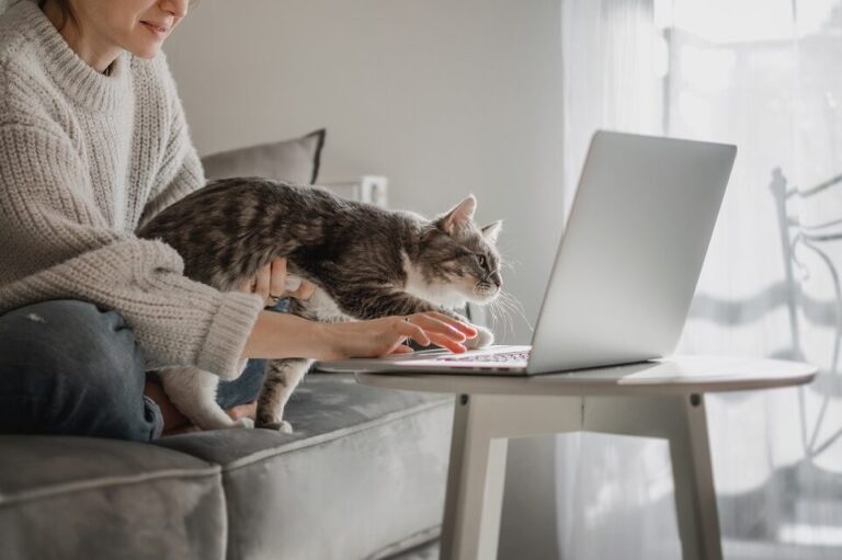 gadget pour chat