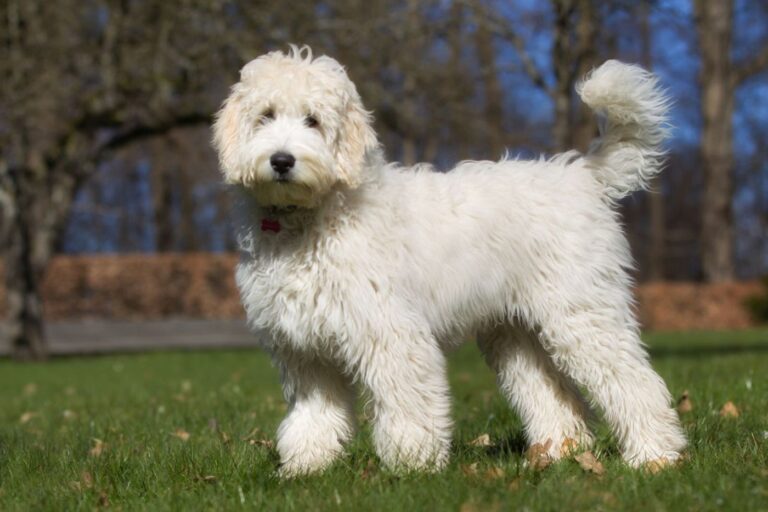 labradoodle blanc