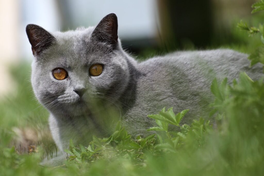 british shorthair