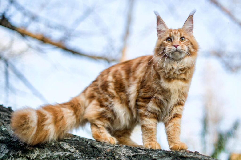 maine coon