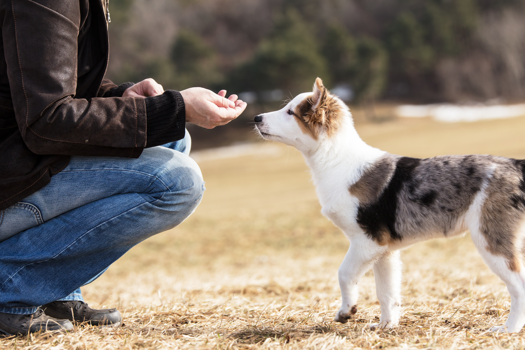 Hund und Mensch während des Trainings